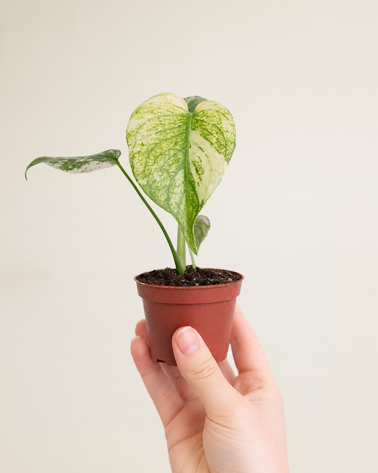 Monstera Deliciosa Mint