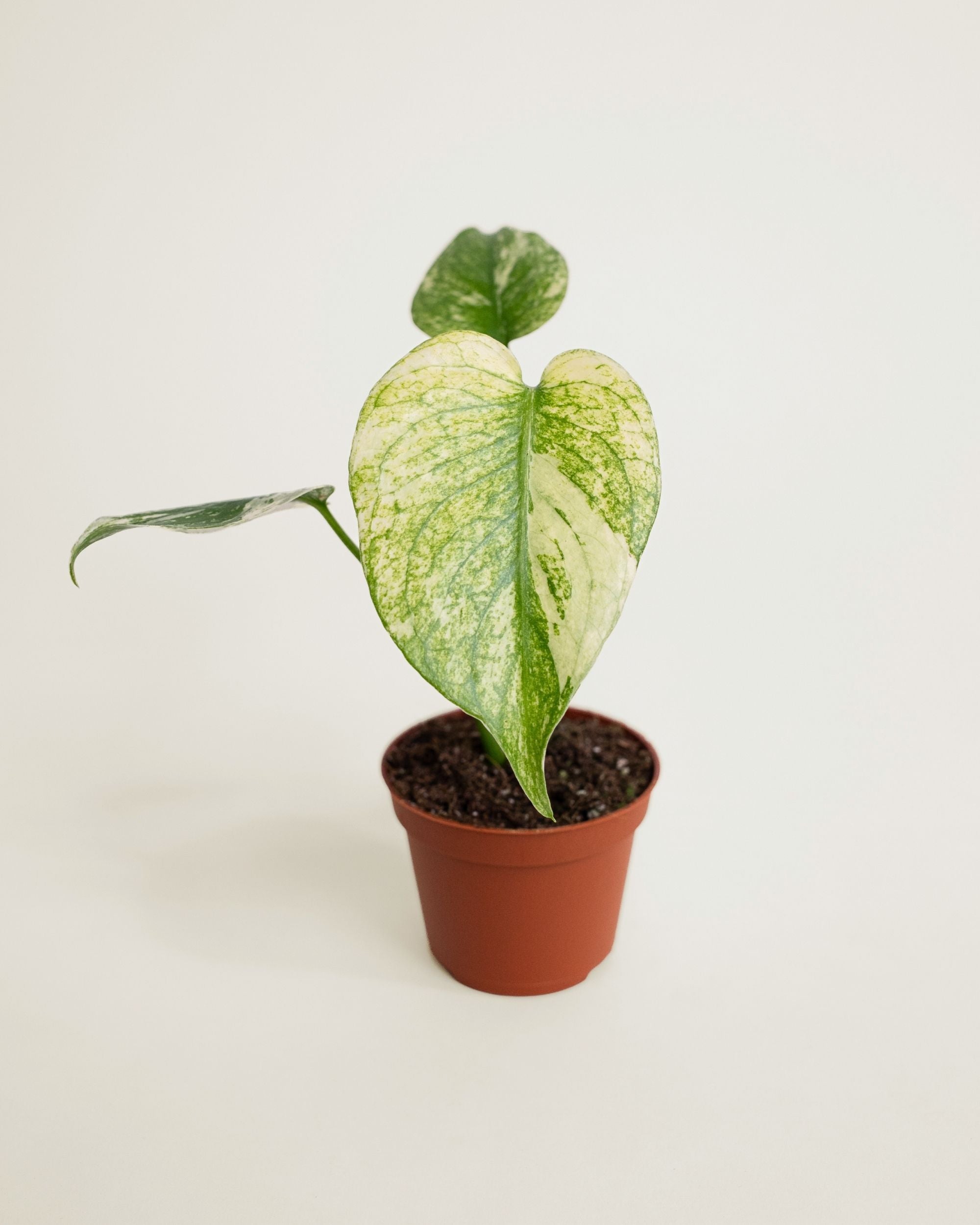 Monstera Deliciosa Mint
