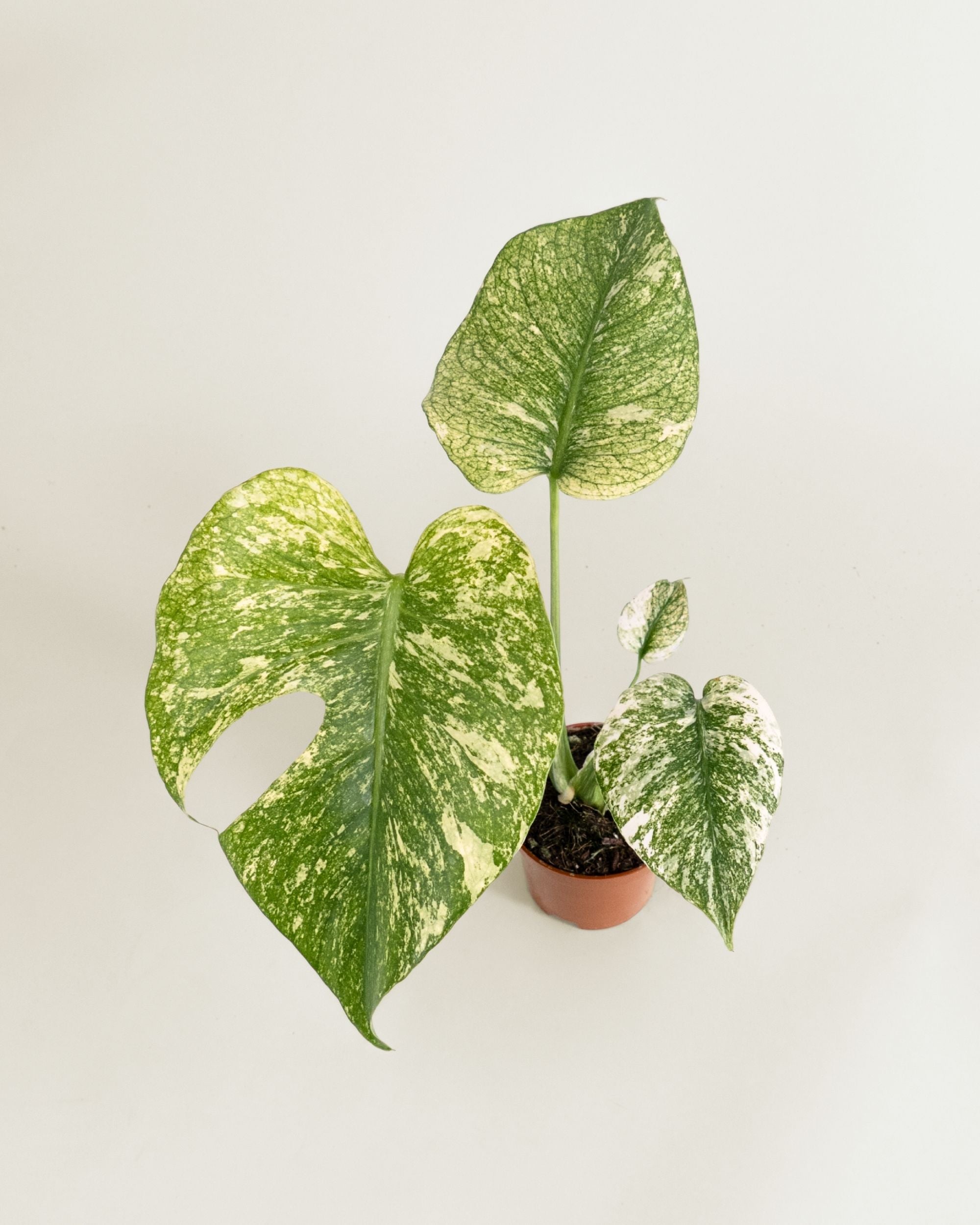 Monstera Deliciosa Mint