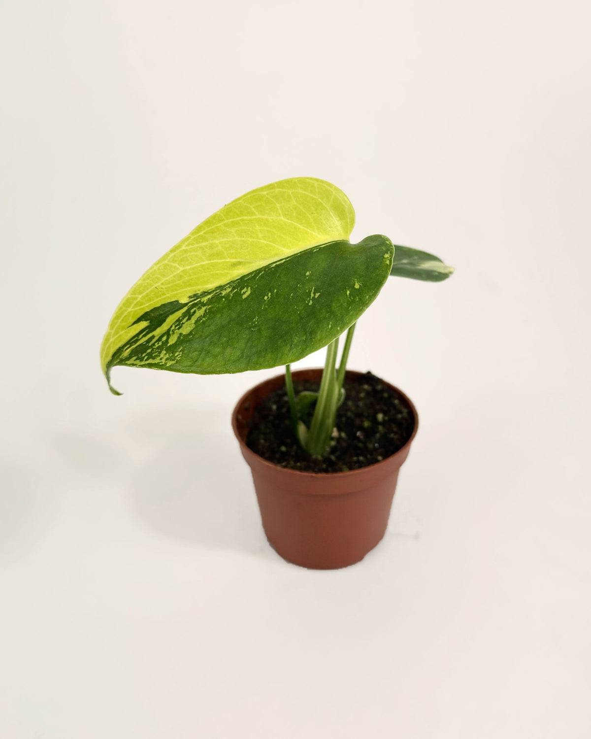 Monstera Deliciosa Pom Pom Variegata Downtown Plant Club