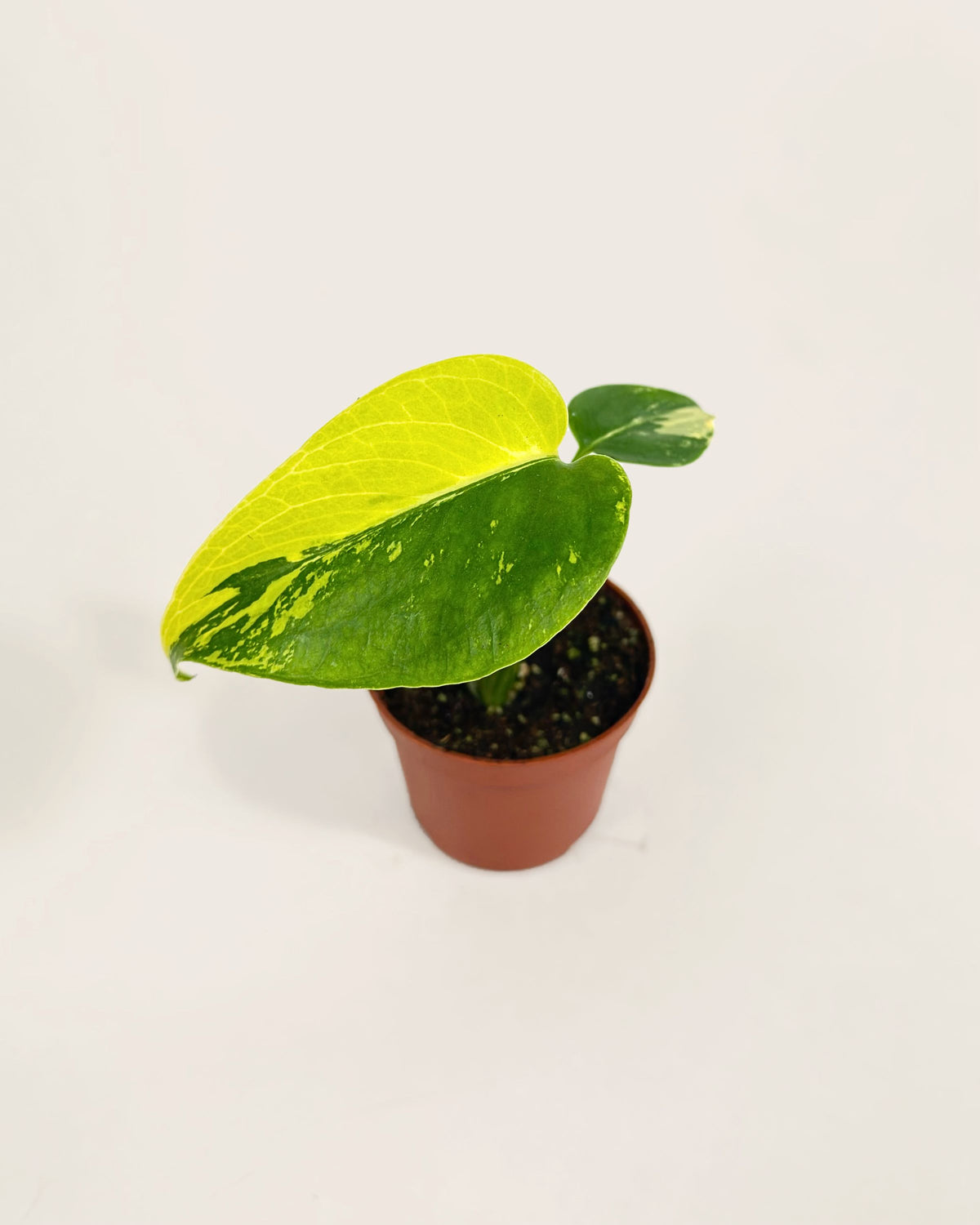 Monstera Deliciosa Pom Pom Variegata Downtown Plant Club