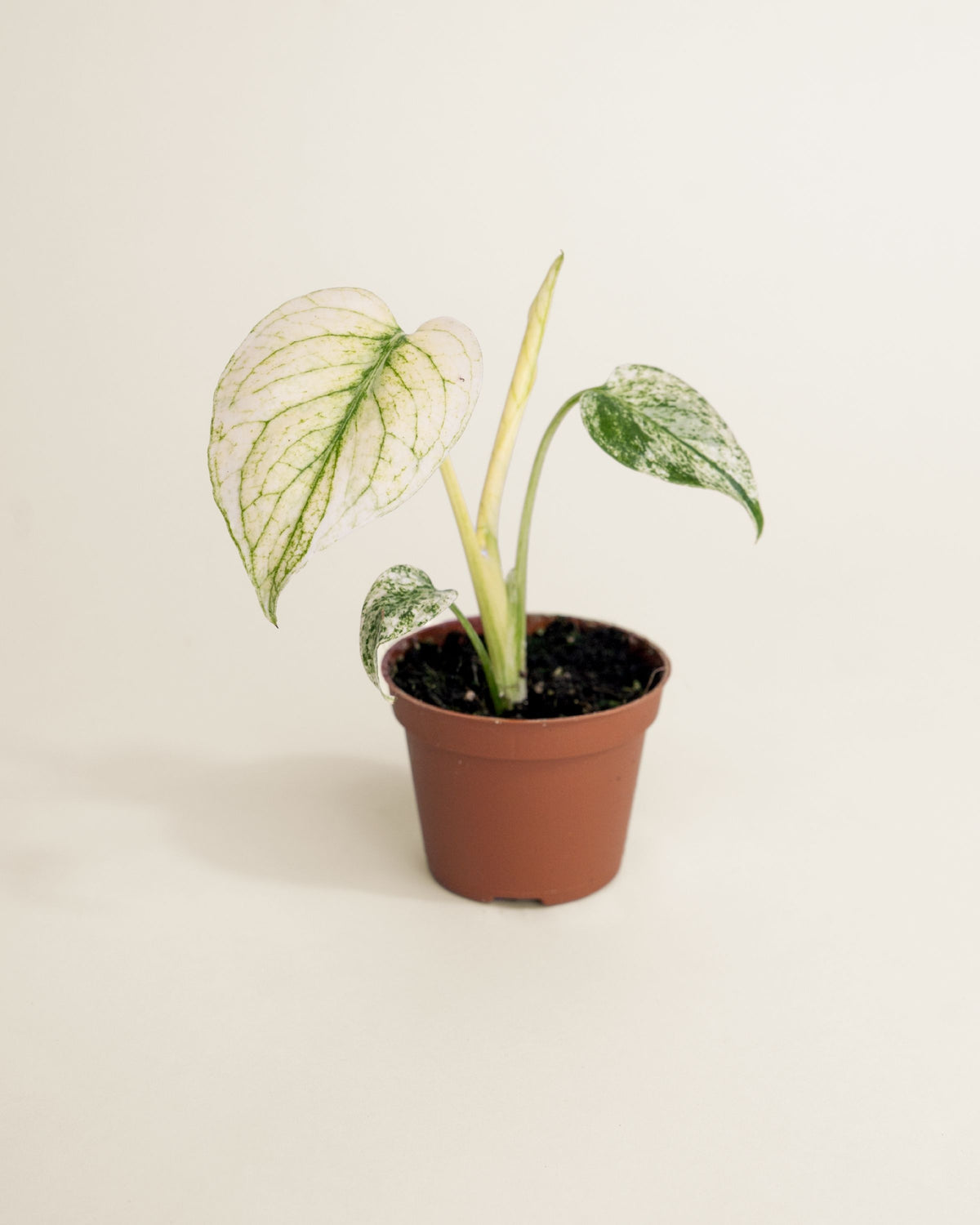 Monstera Deliciosa Sphynx Mint