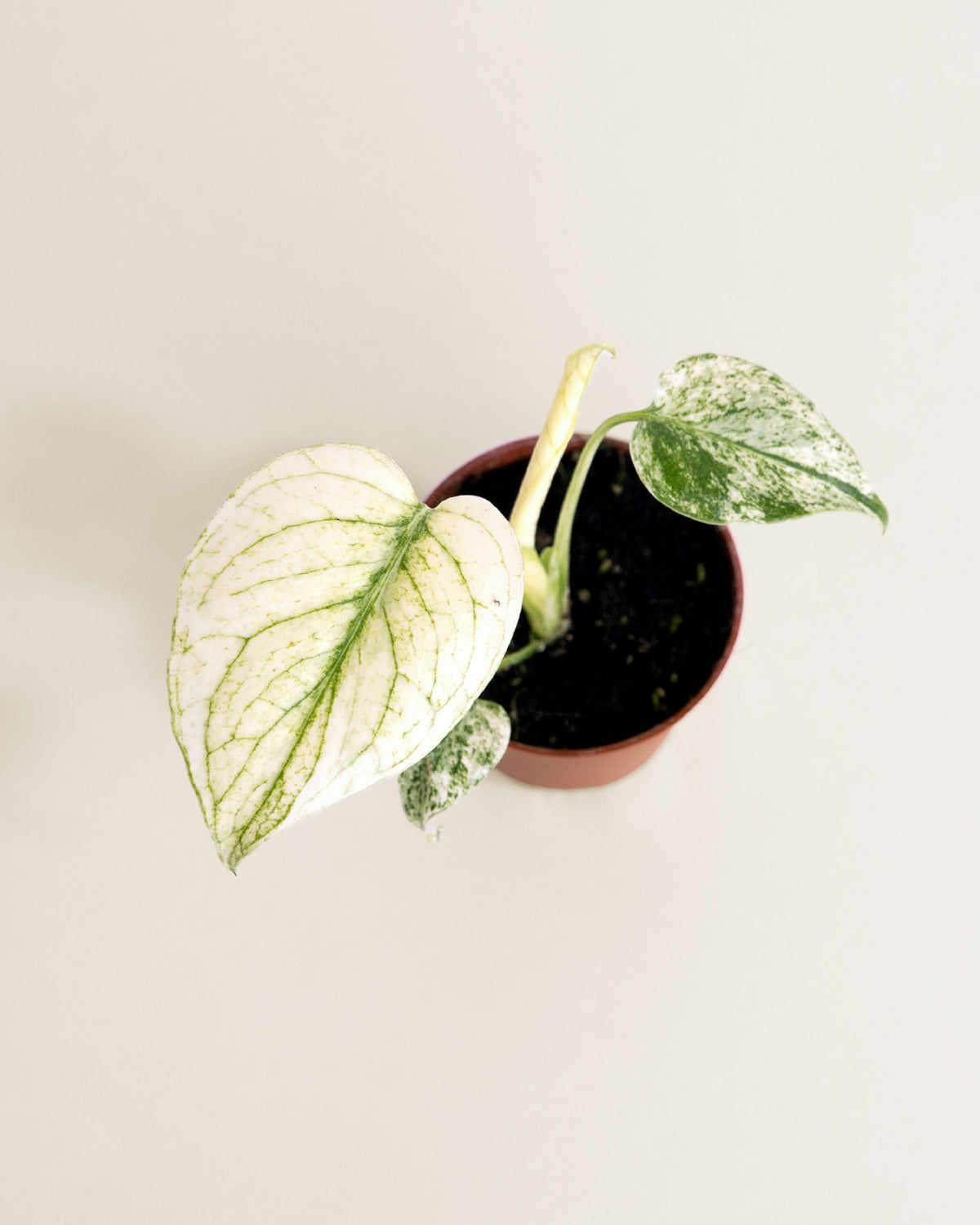 Monstera Deliciosa Sphynx Mint