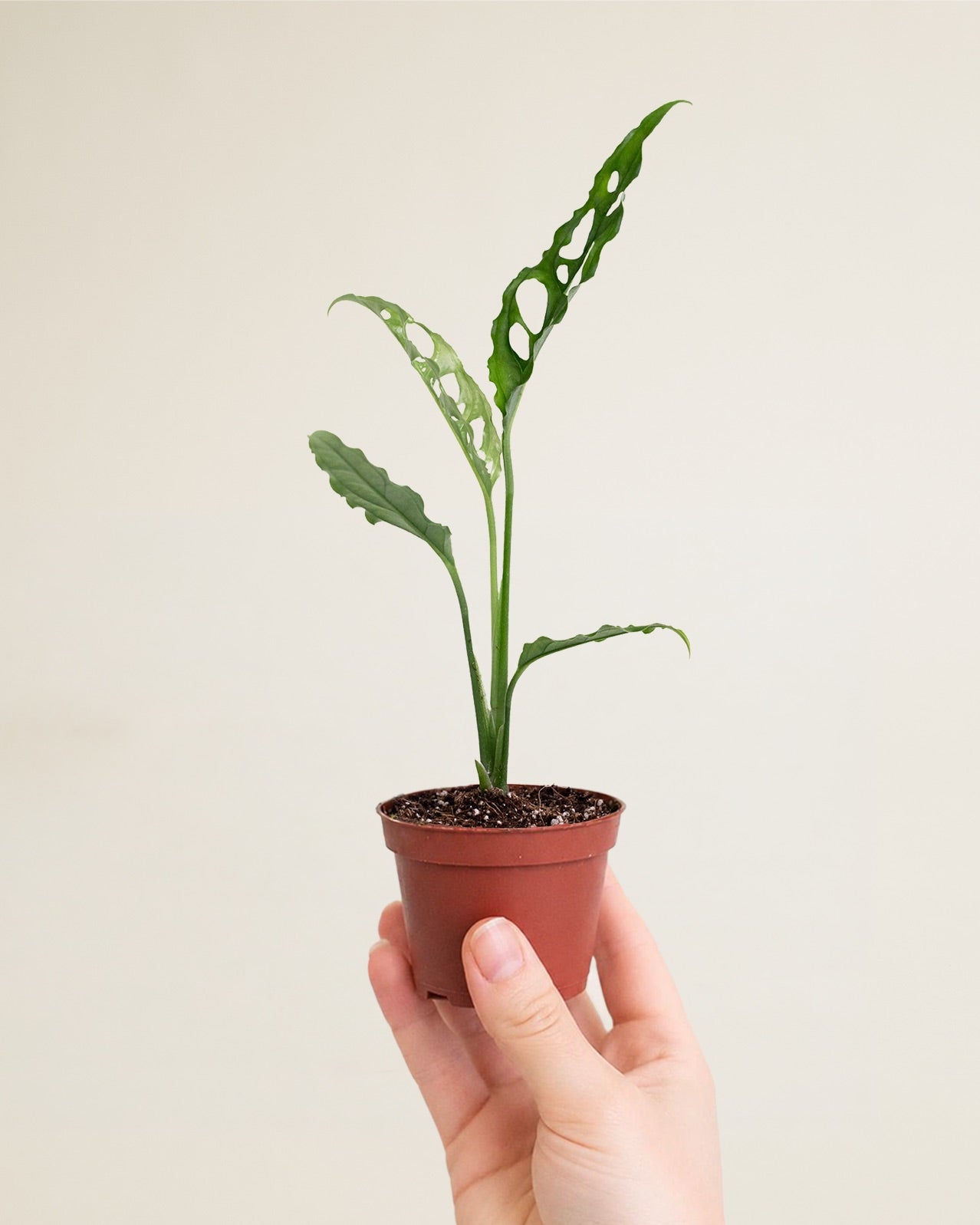 Monstera Obliqua Peru