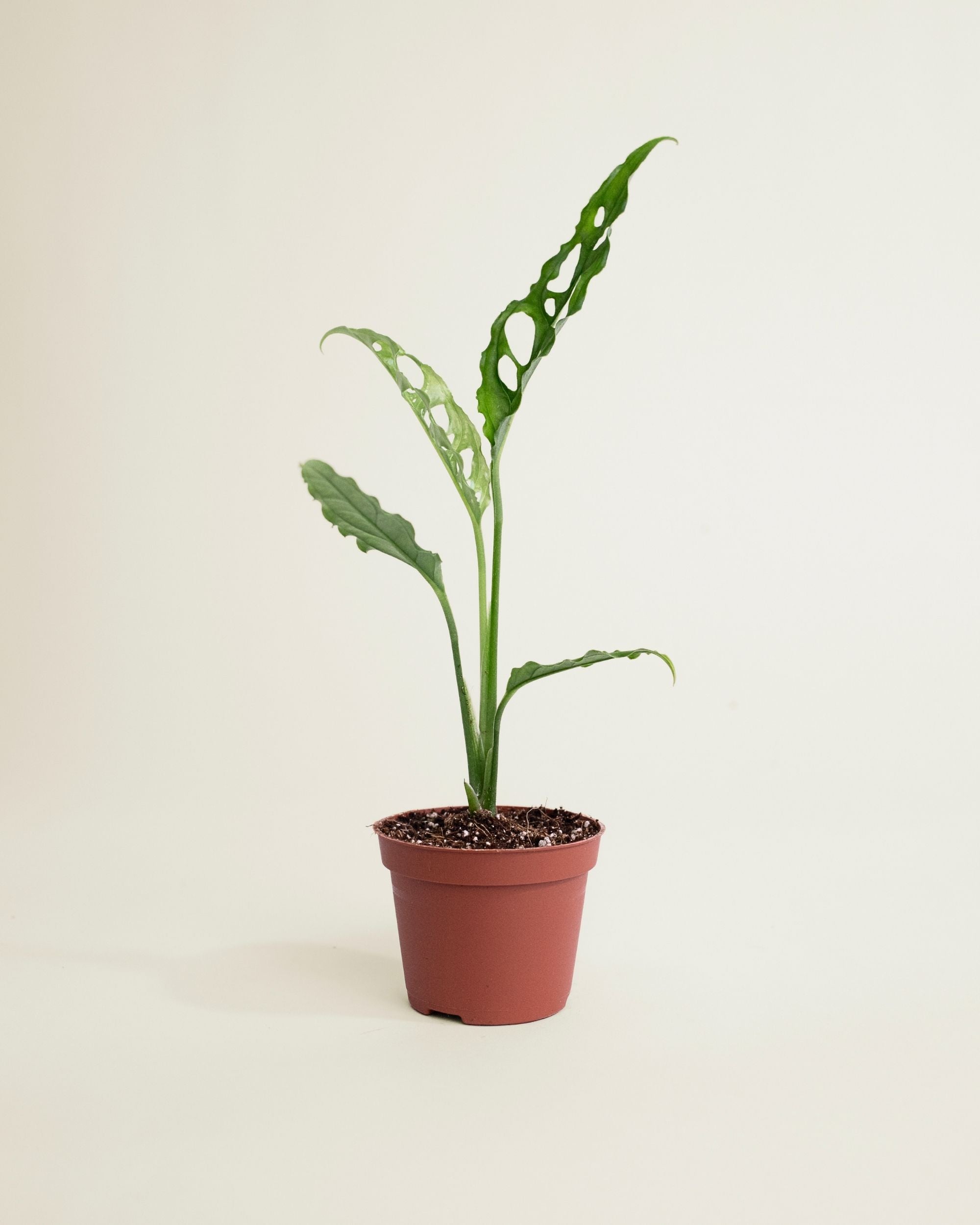 Monstera Obliqua Peru