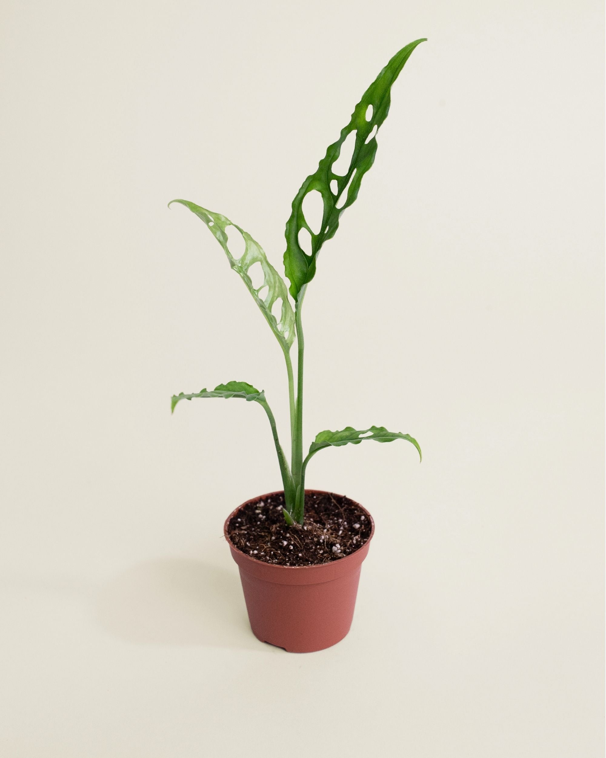 Monstera Obliqua Peru