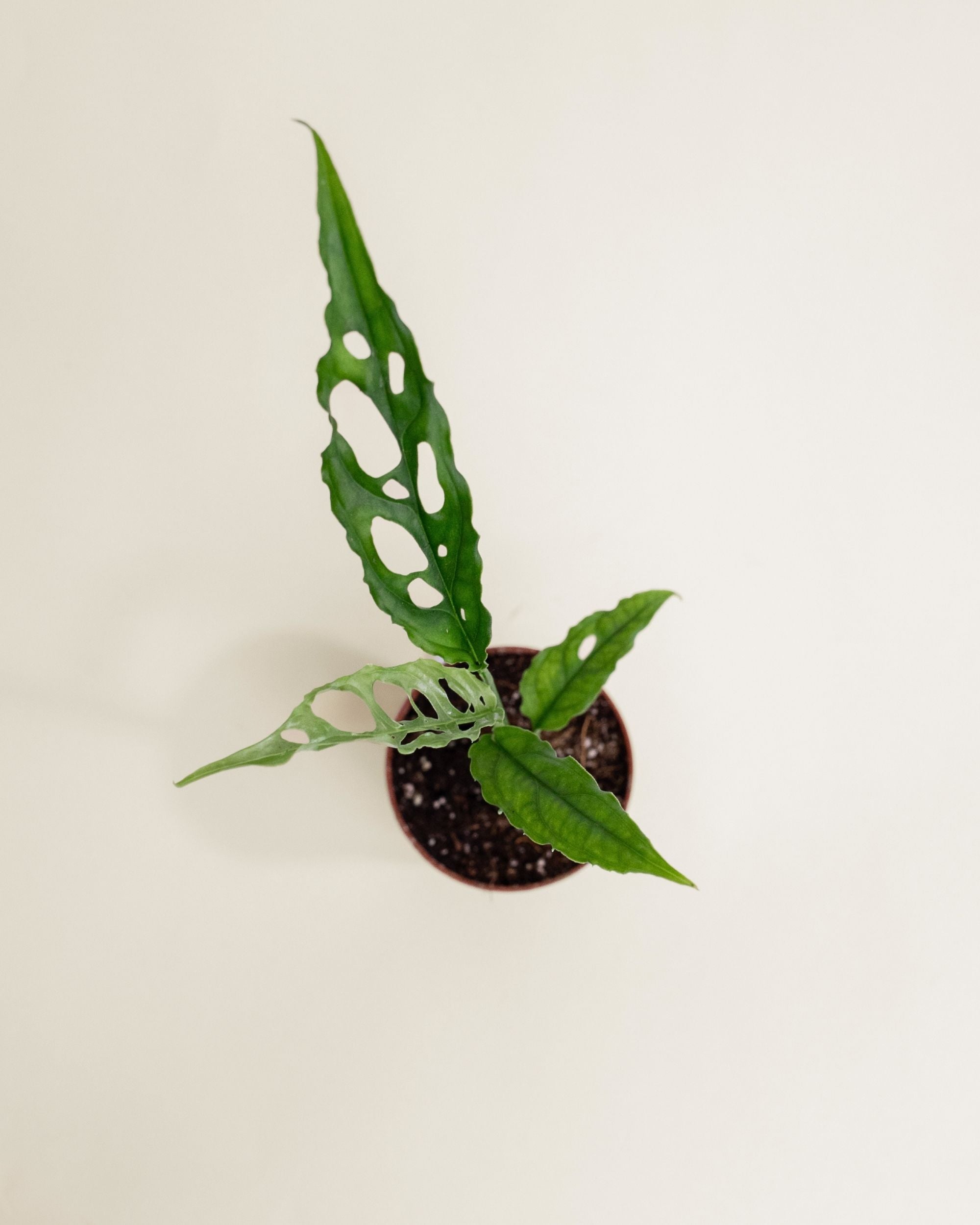 Monstera Obliqua Peru