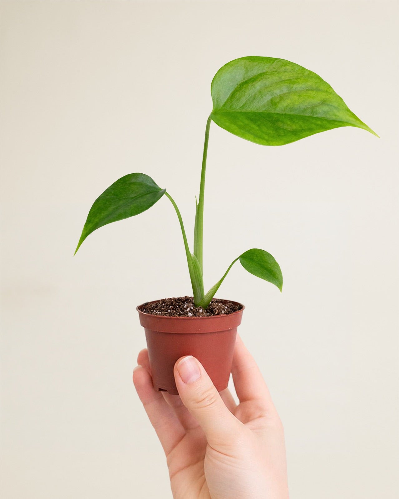 Monstera Sierrana