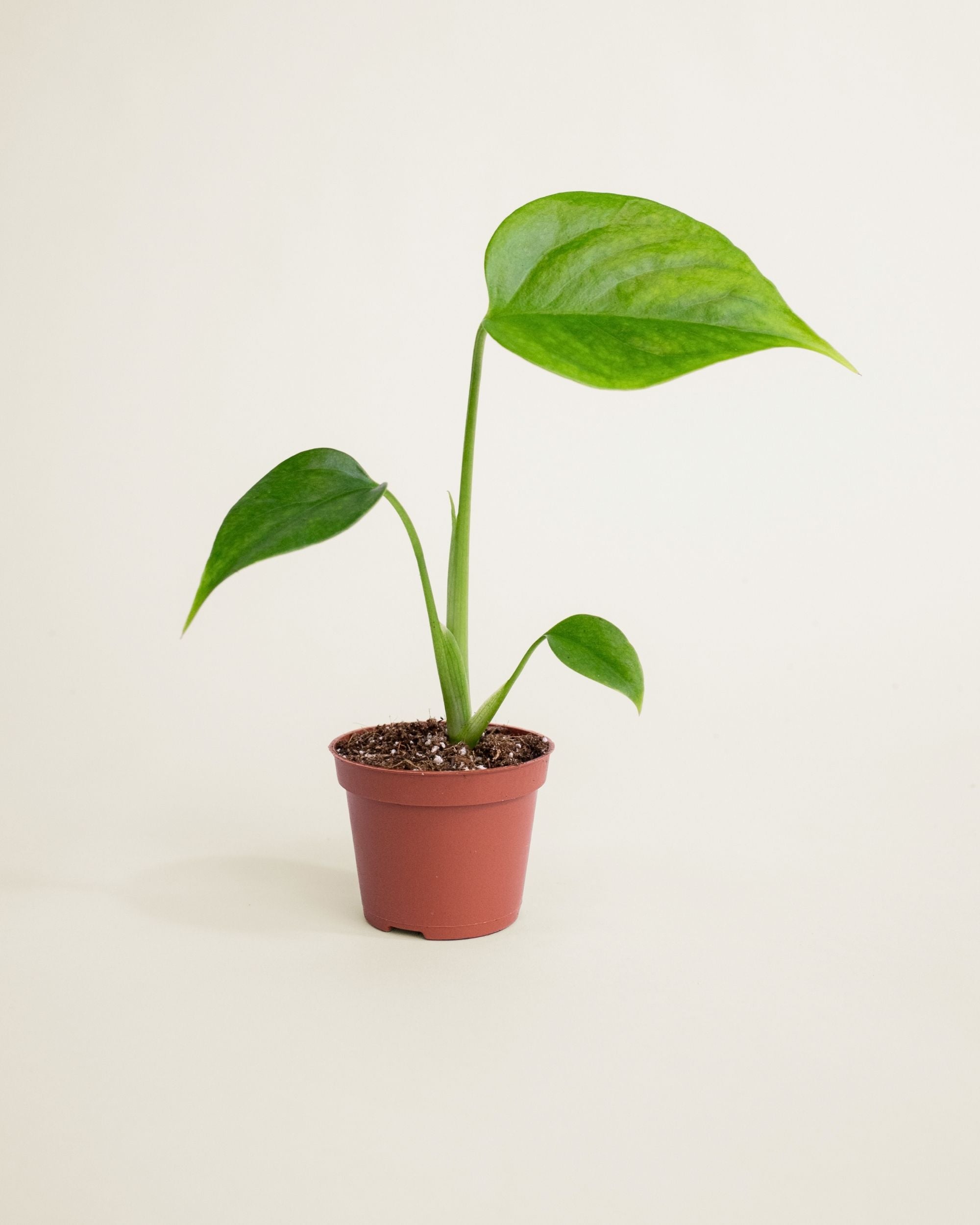 Monstera Sierrana