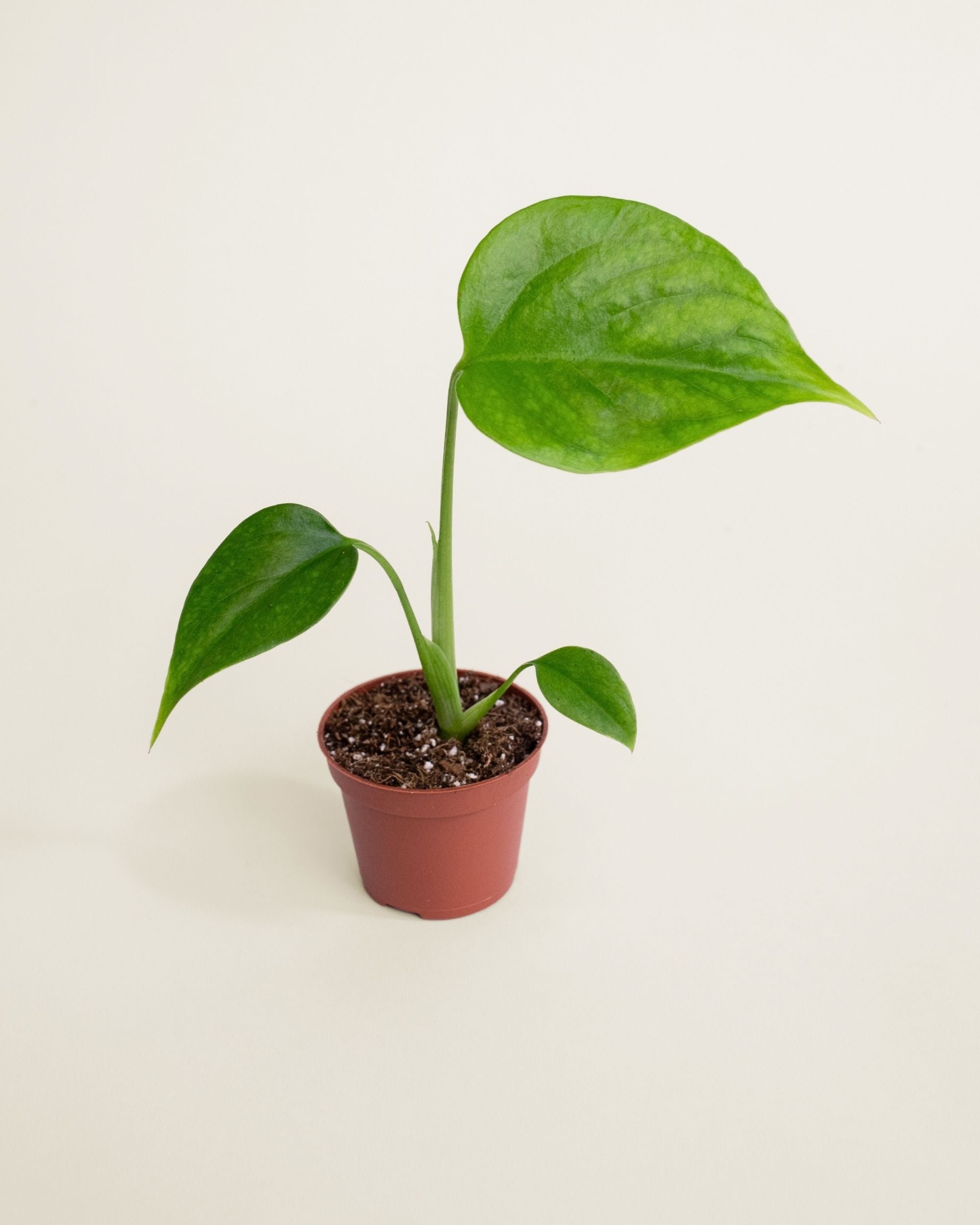 Monstera Sierrana