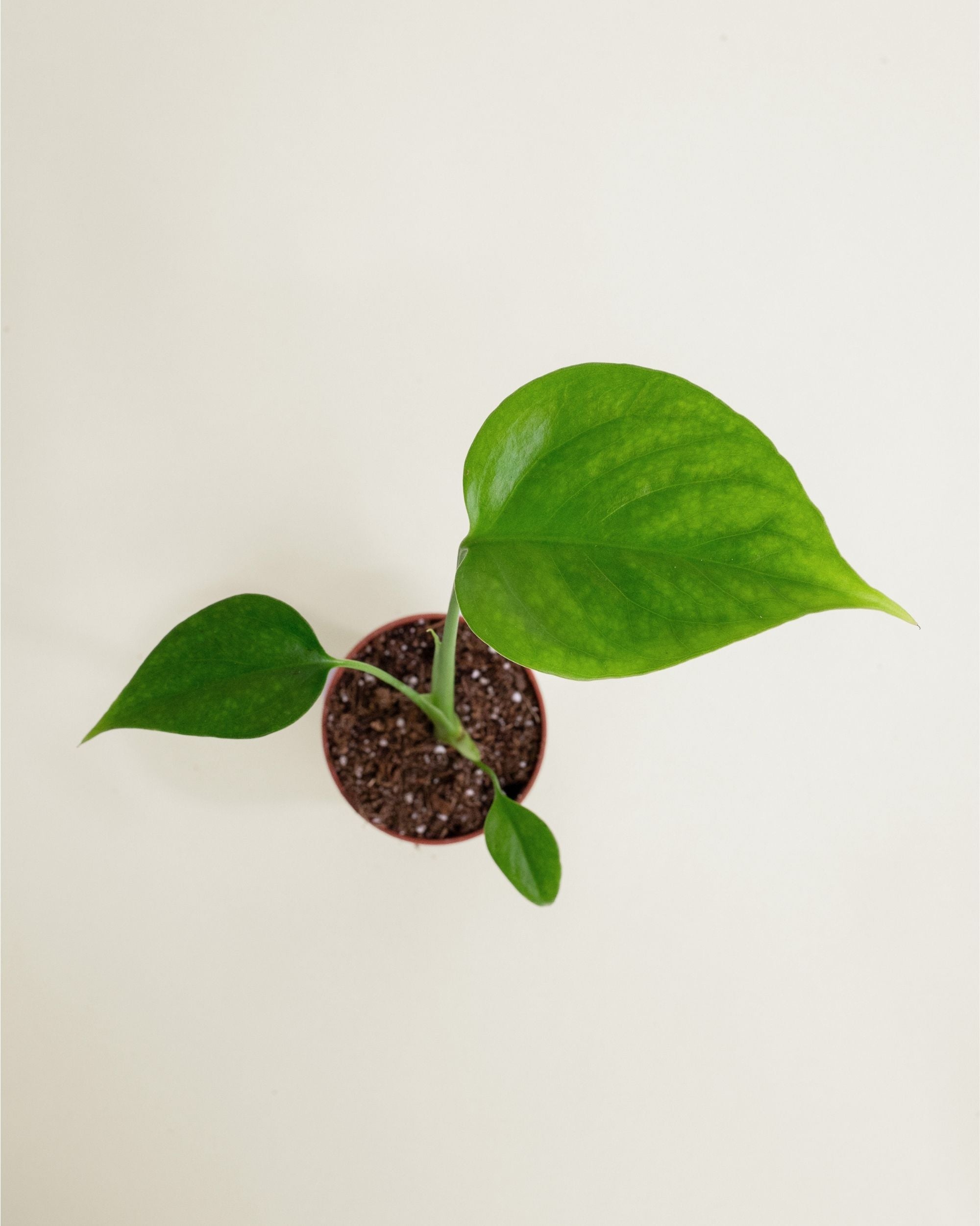 Monstera Sierrana