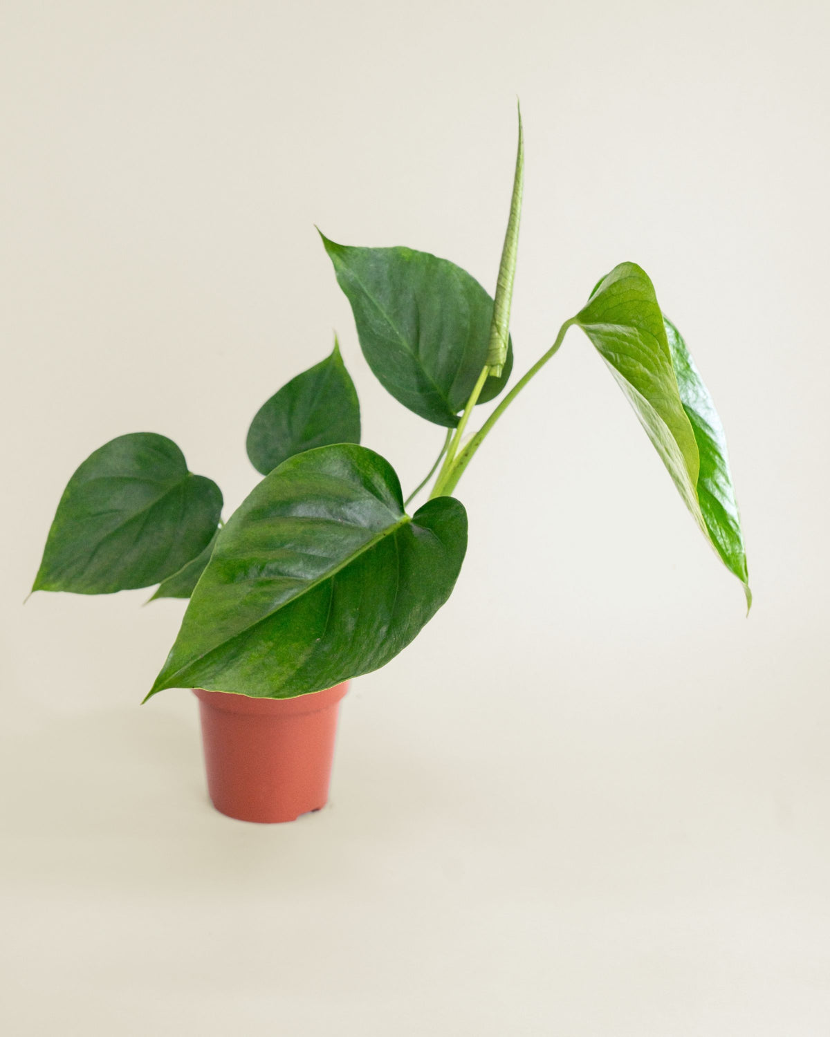 Monstera Sierrana