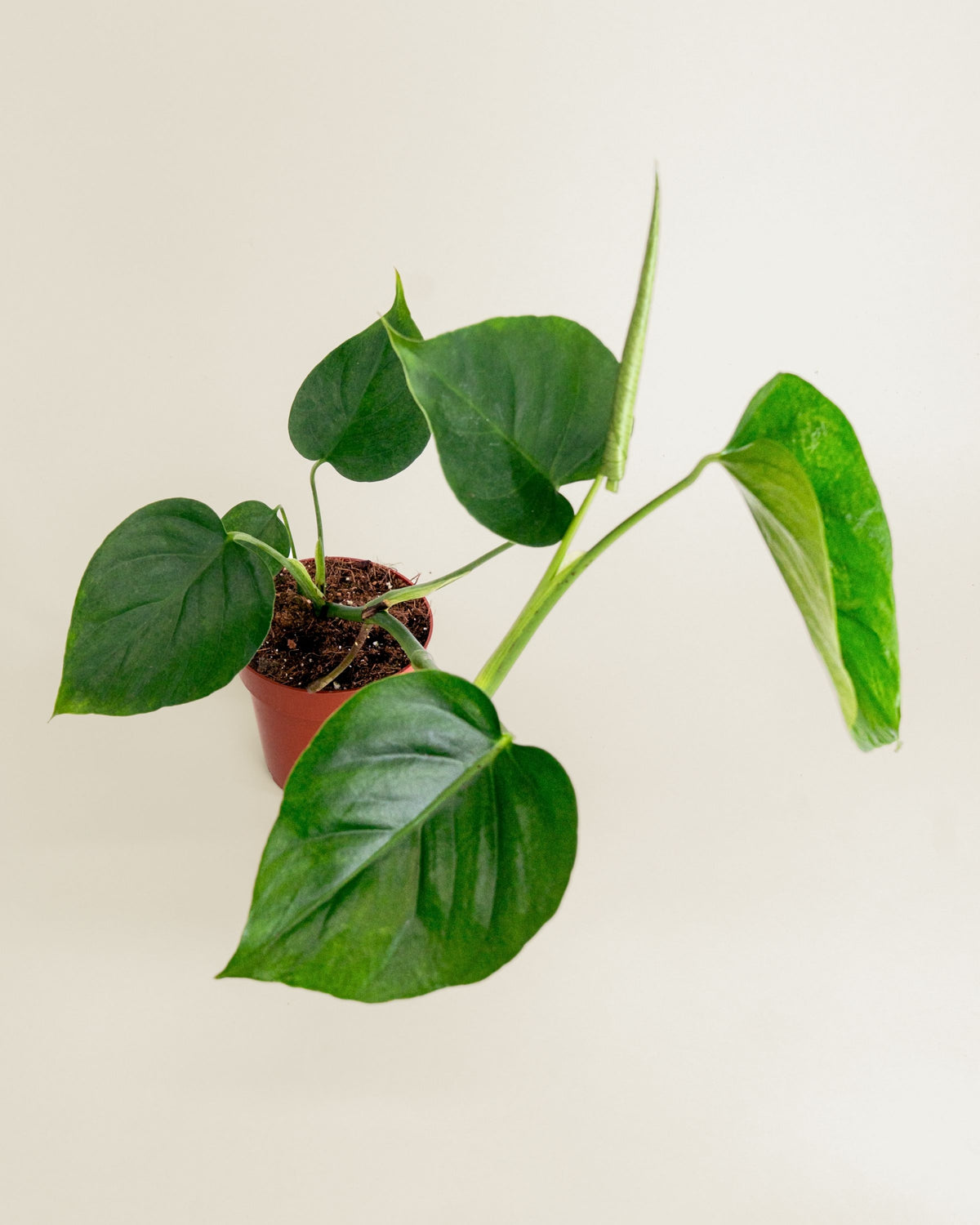 Monstera Sierrana