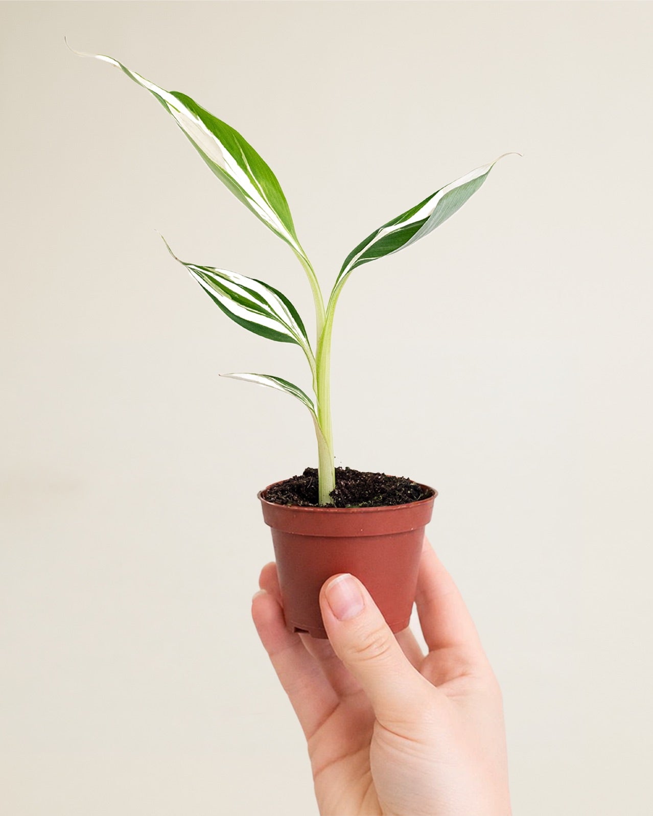 Musa AeAe Kuikawa