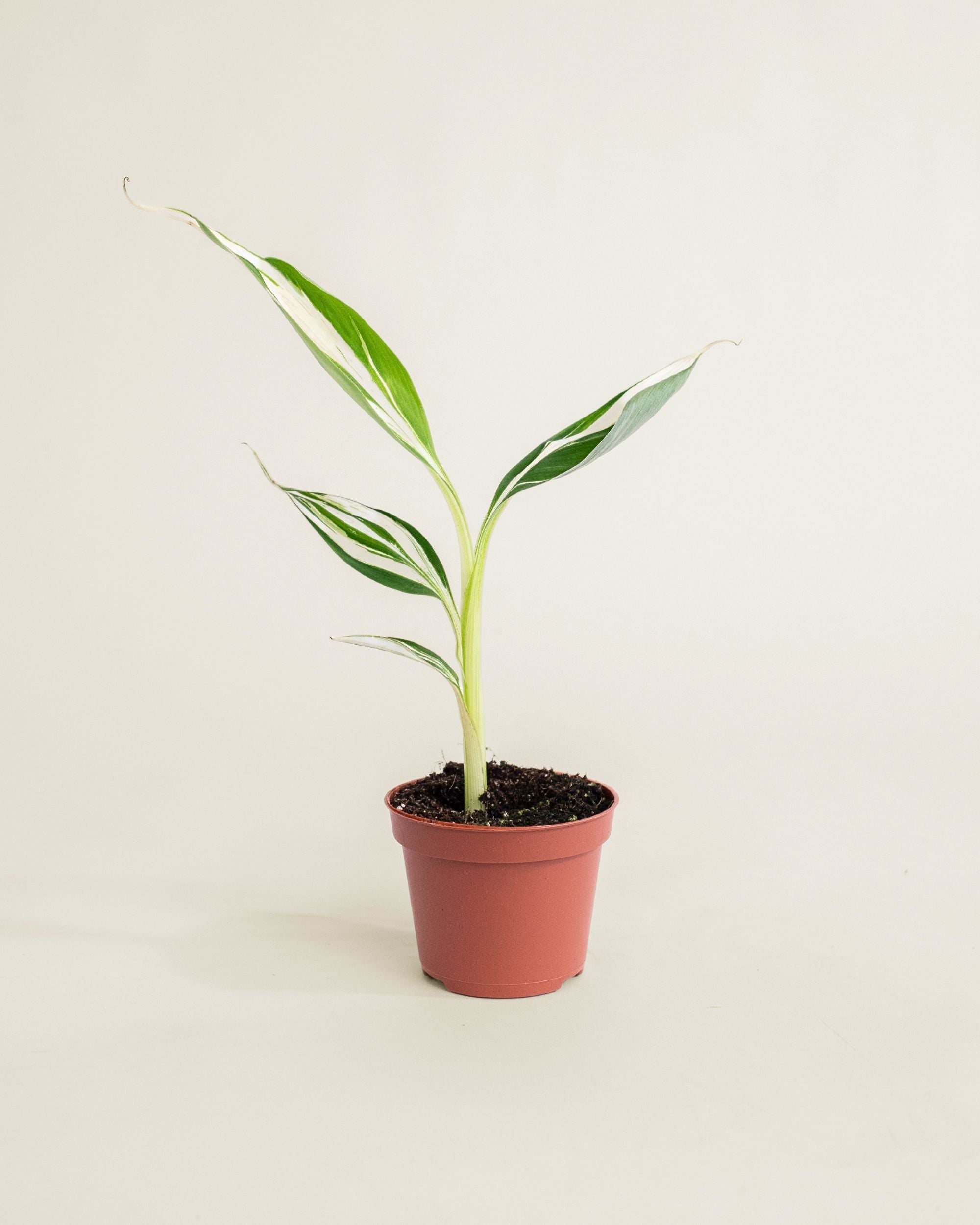 Musa AeAe Kuikawa