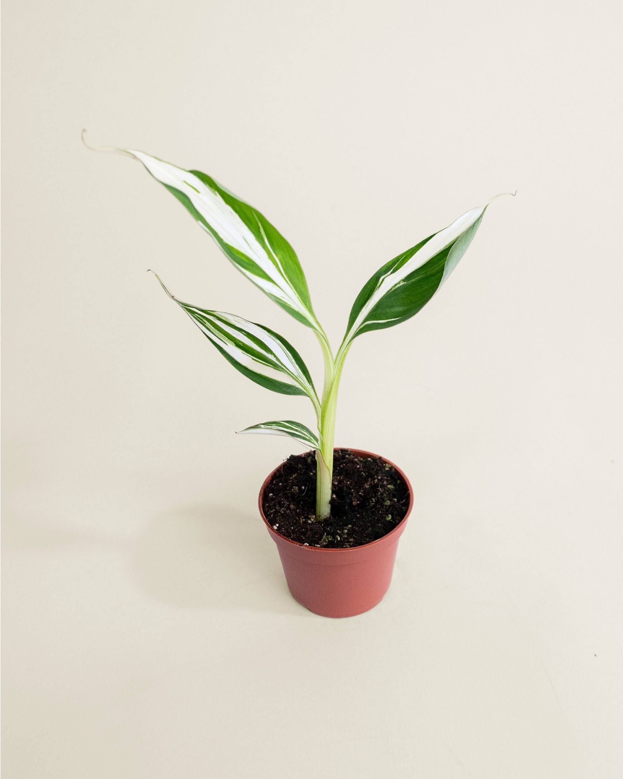 Musa AeAe Kuikawa