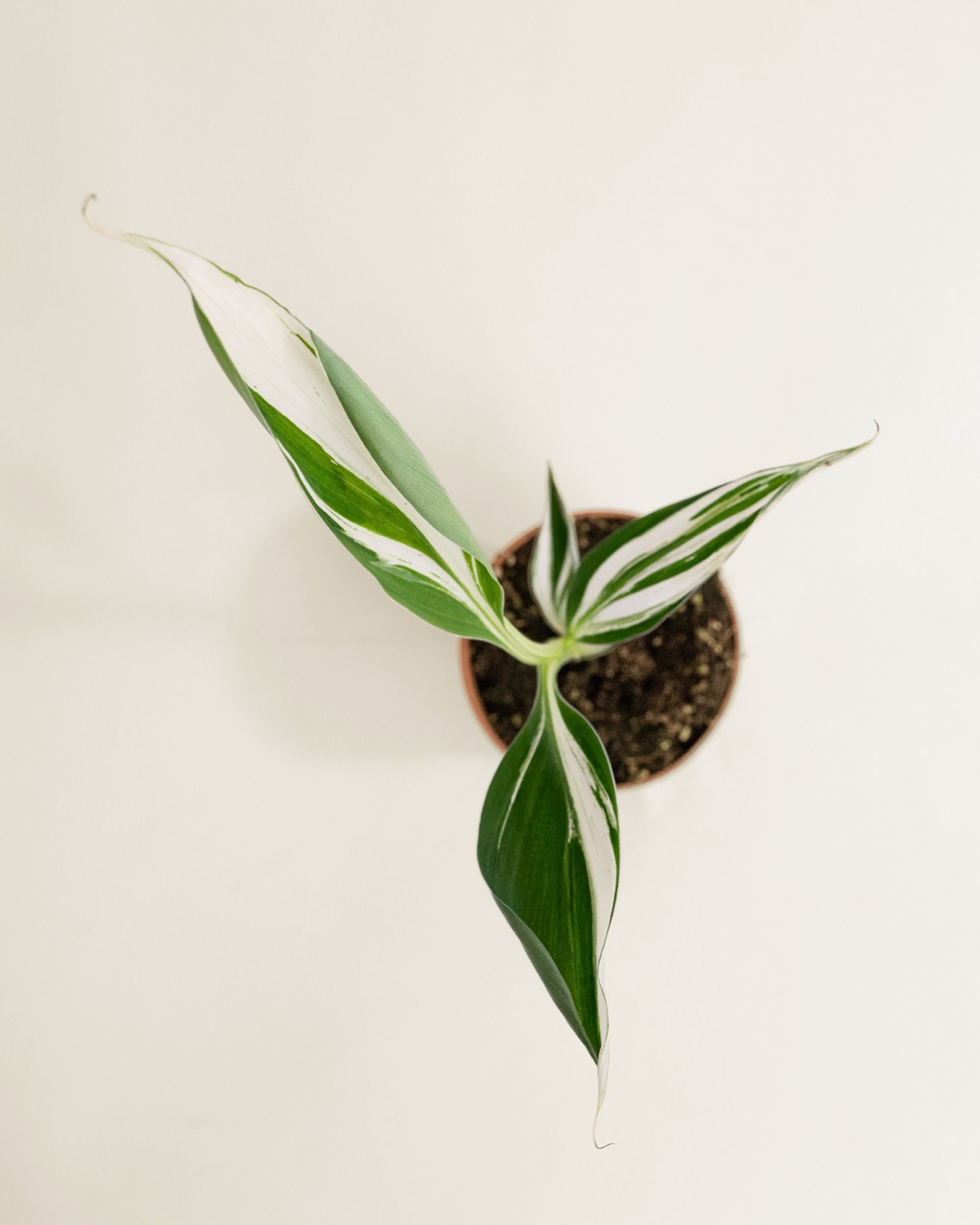 Musa AeAe Kuikawa