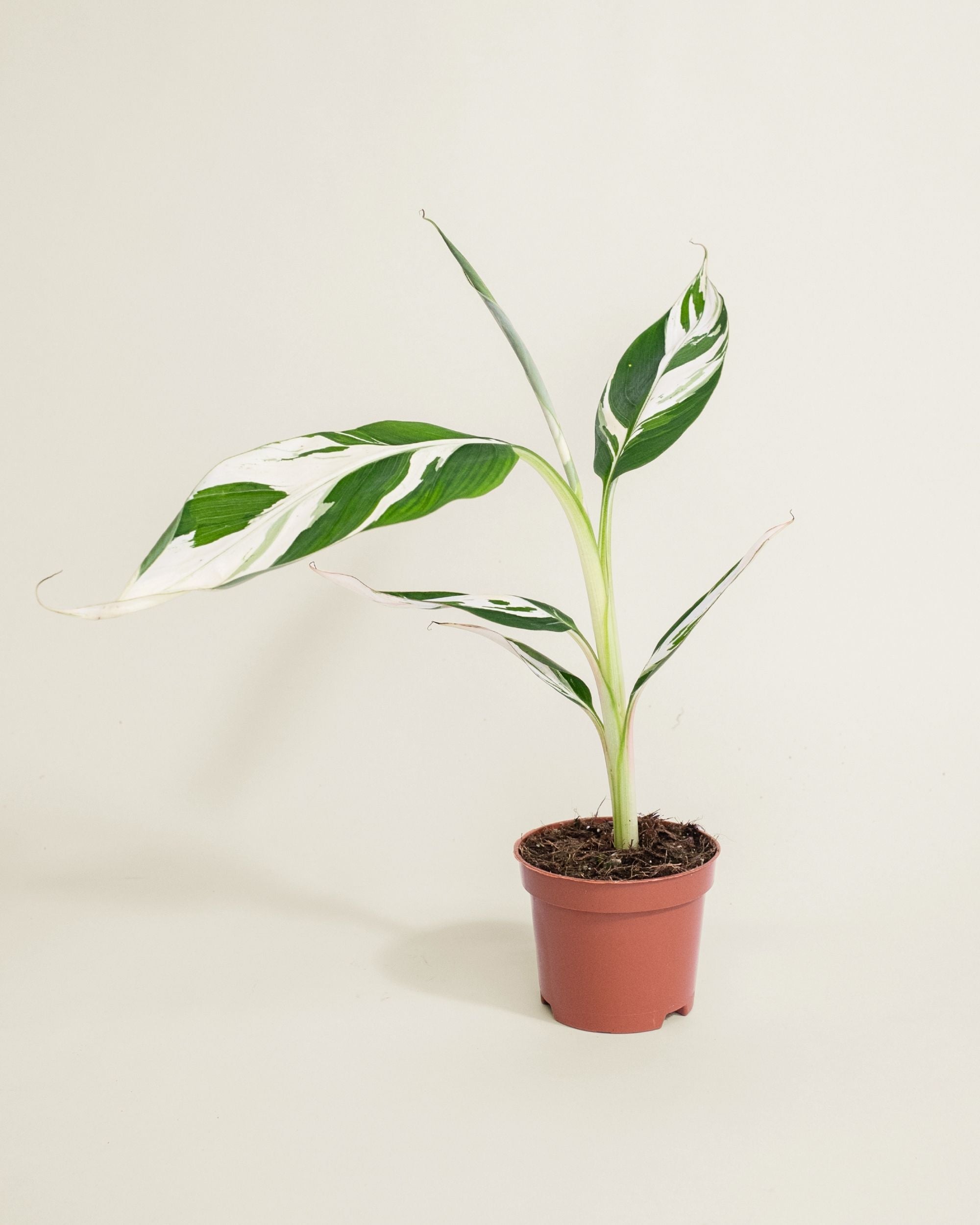 Musa AeAe Kuikawa