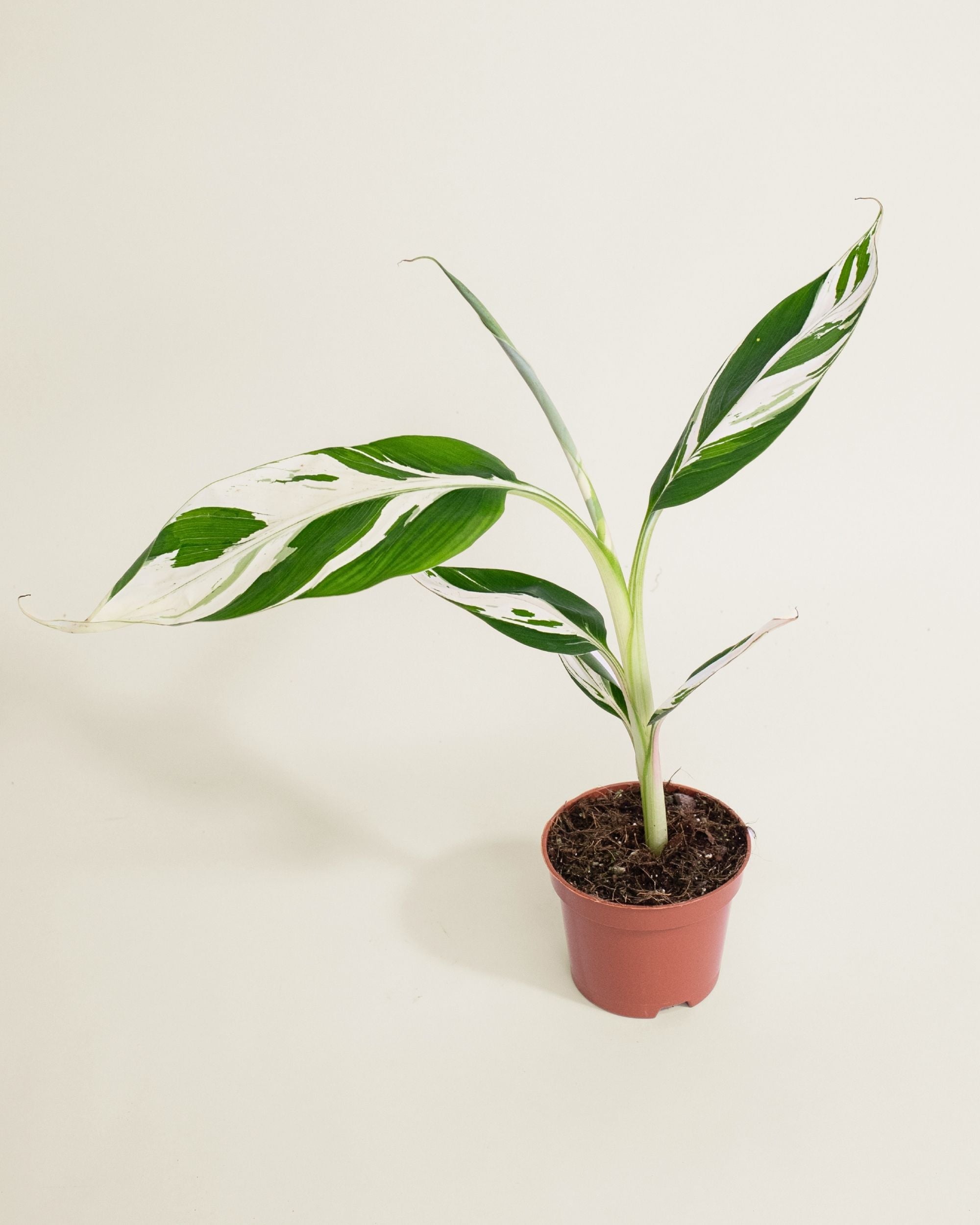 Musa AeAe Kuikawa