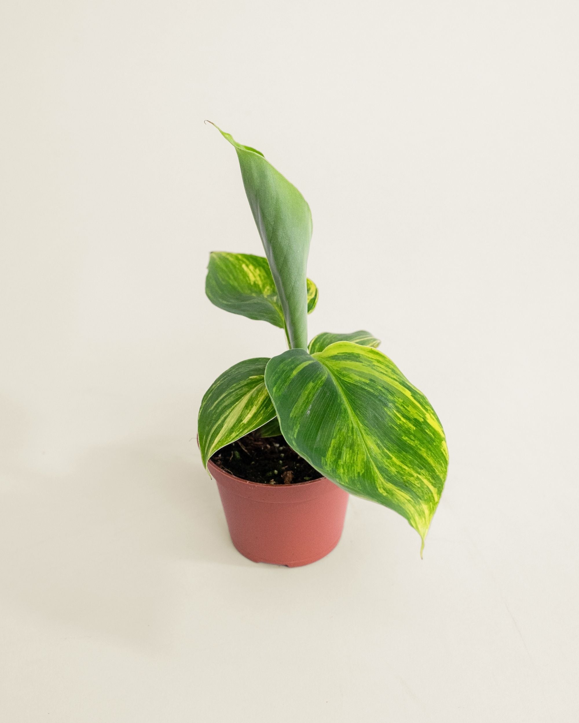 Musa Aurea