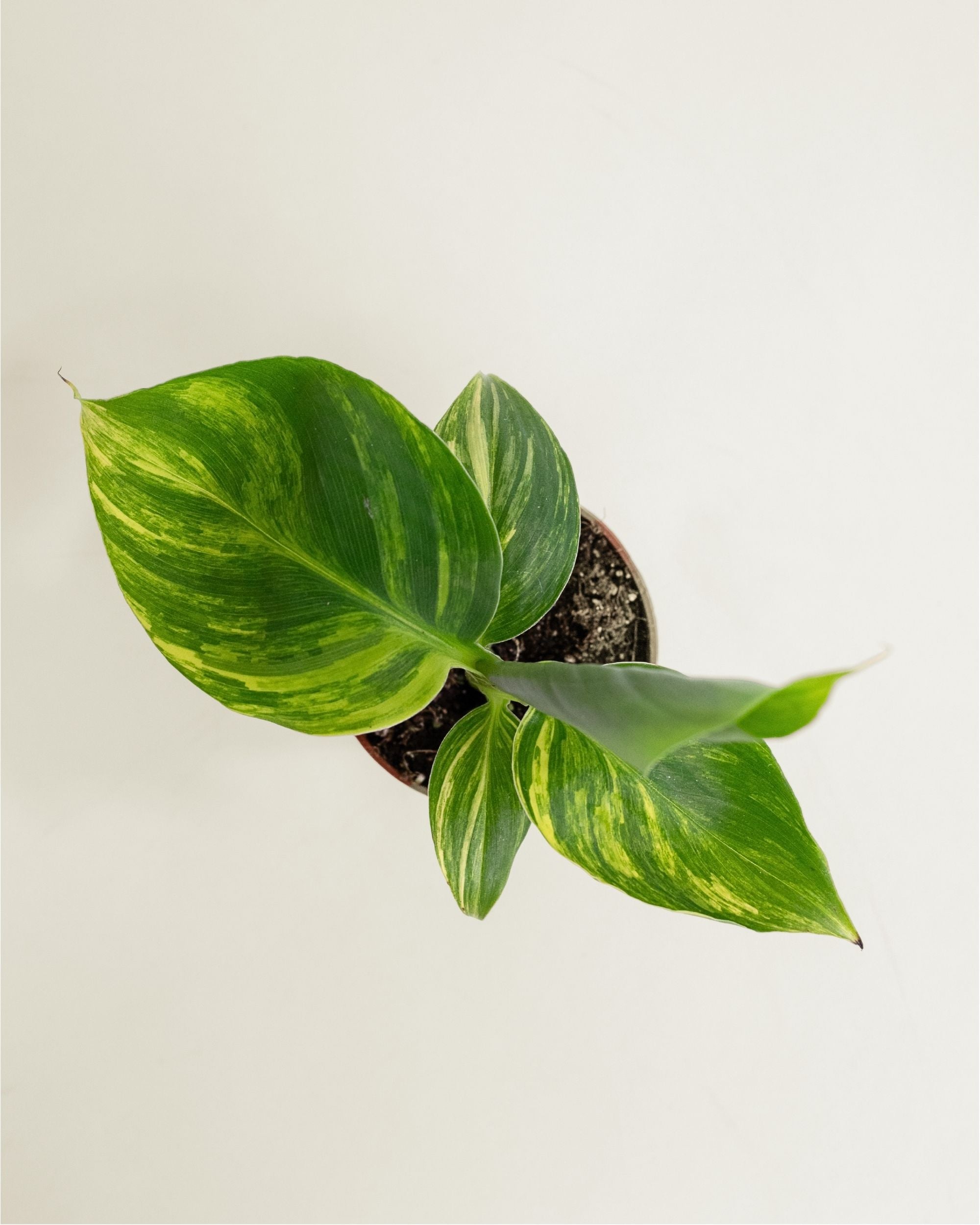 Musa Aurea