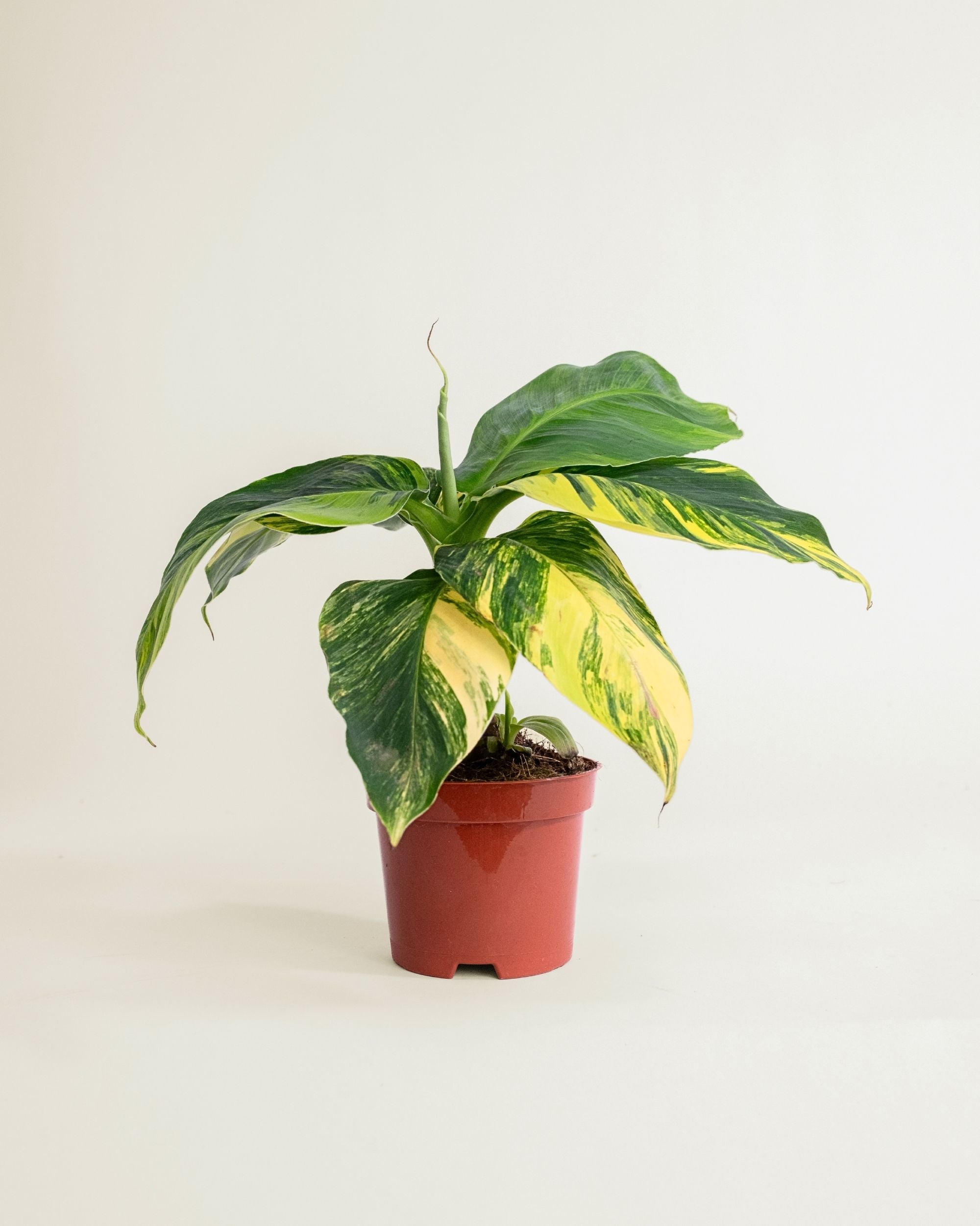 Musa Aurea