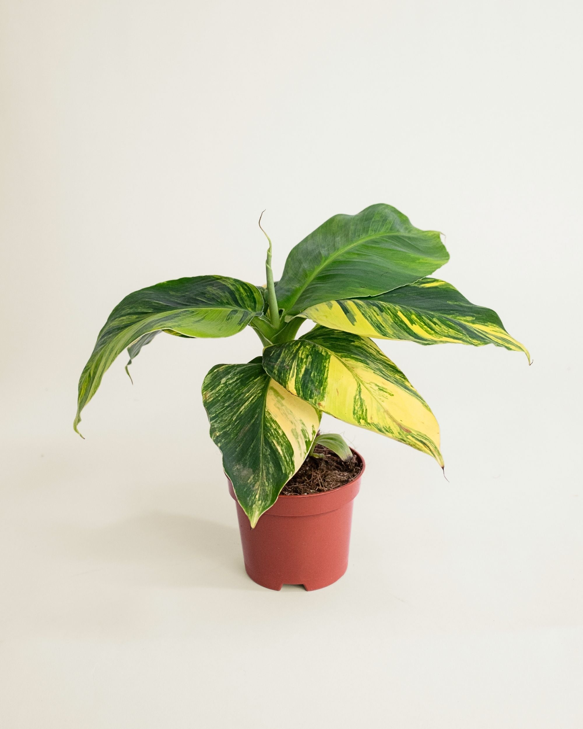 Musa Aurea