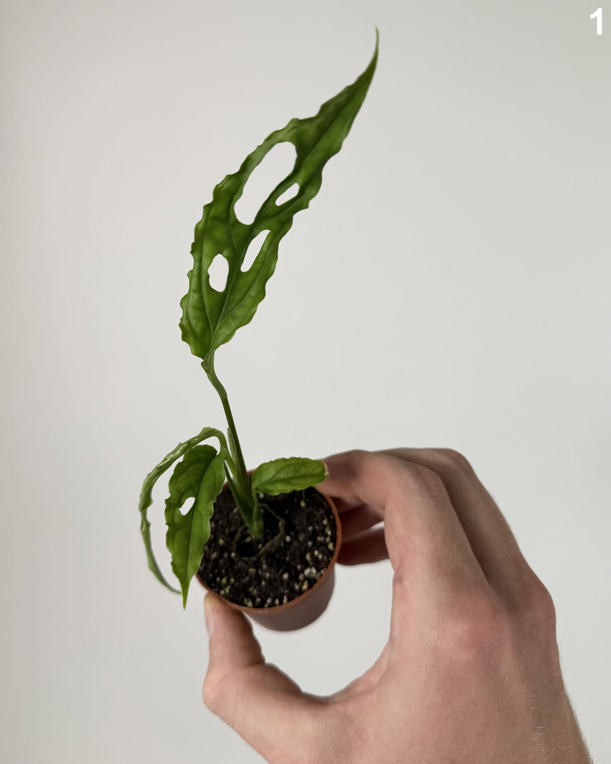 Monstera Obliqua Peru WW