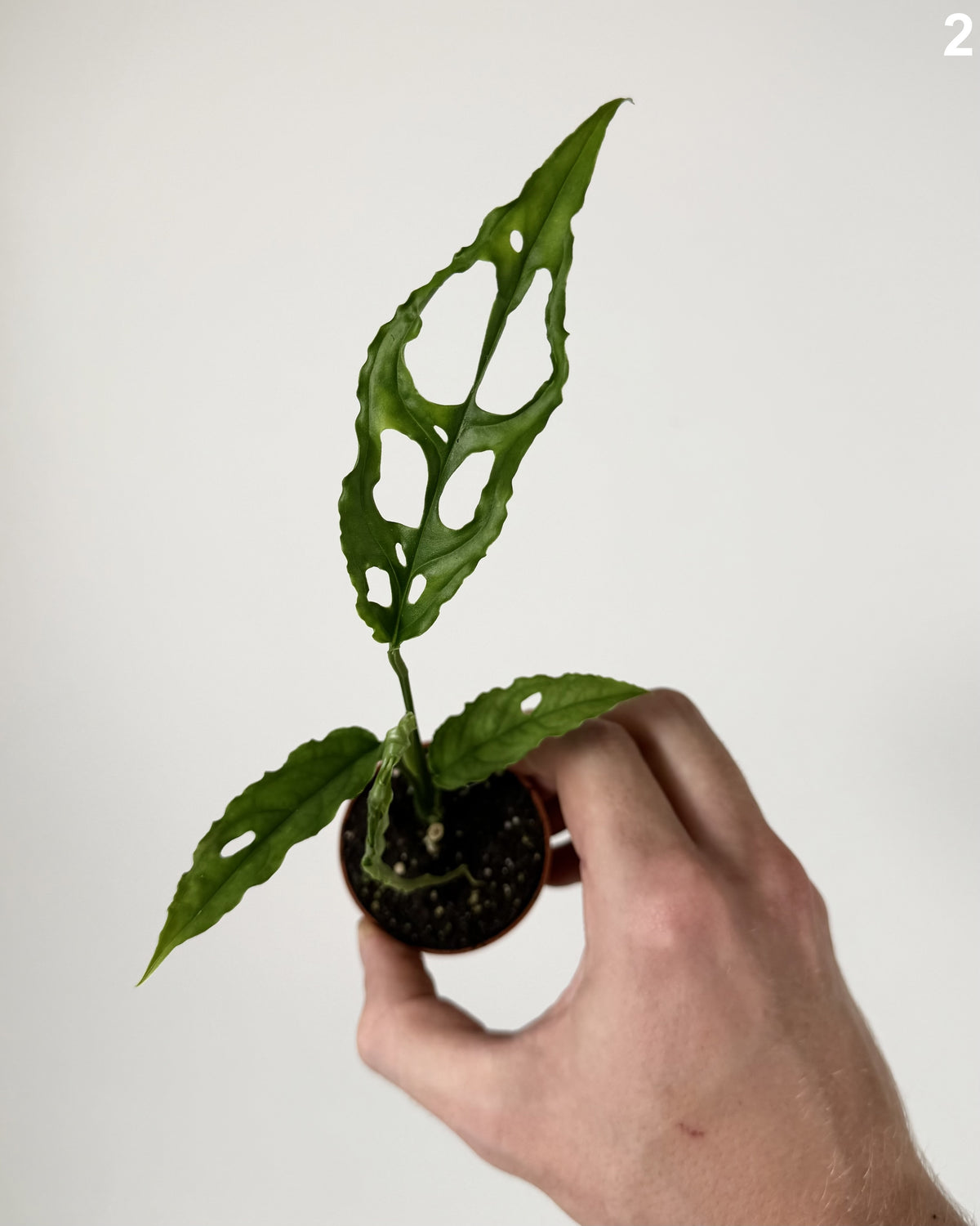 Monstera Obliqua Peru WW