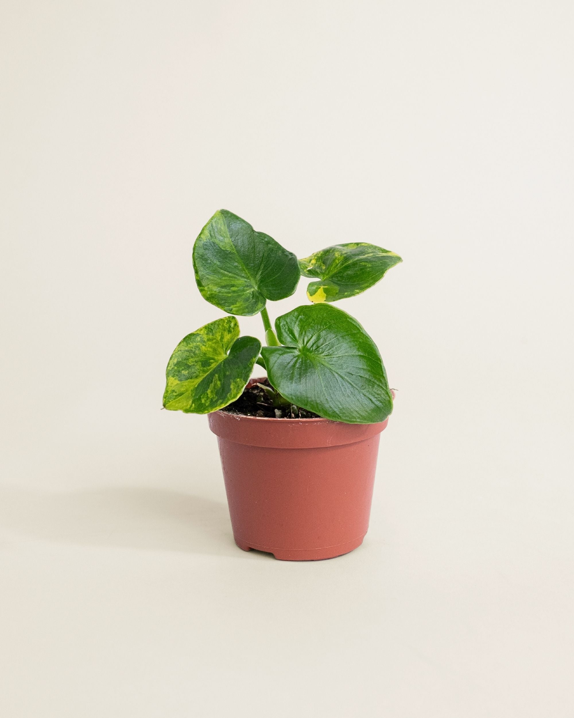 Philodendron Atom Aurea