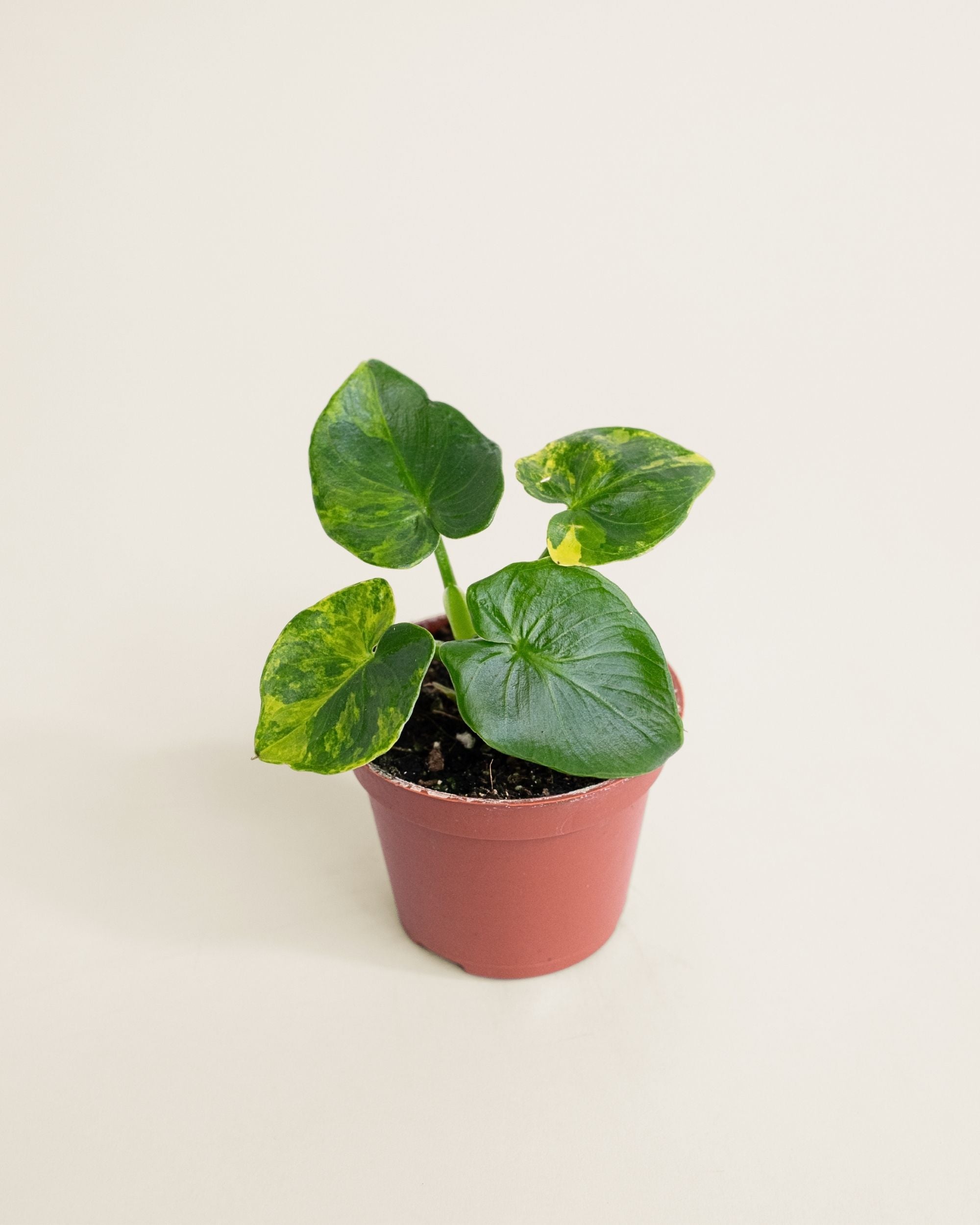 Philodendron Atom Aurea