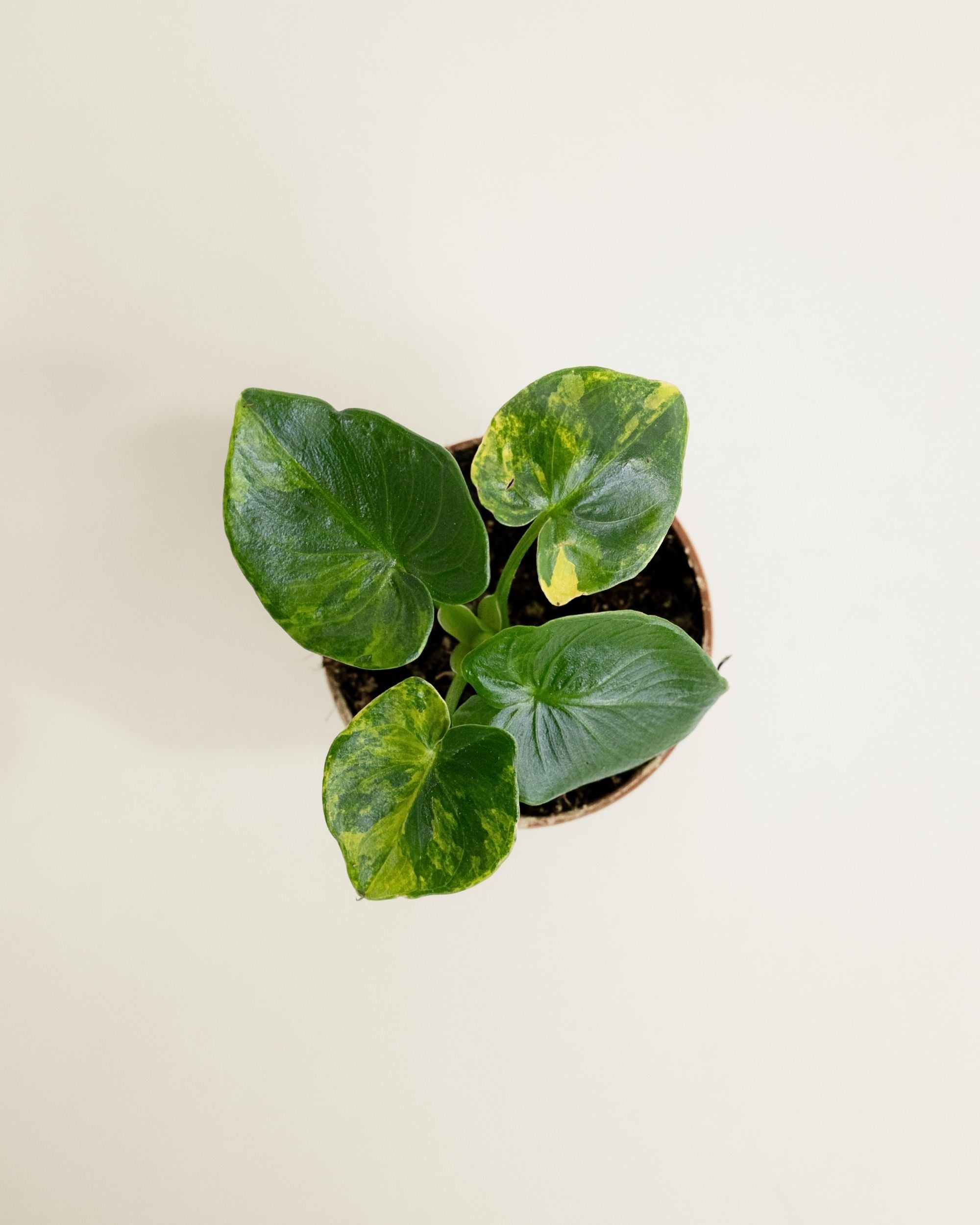 Philodendron Atom Aurea