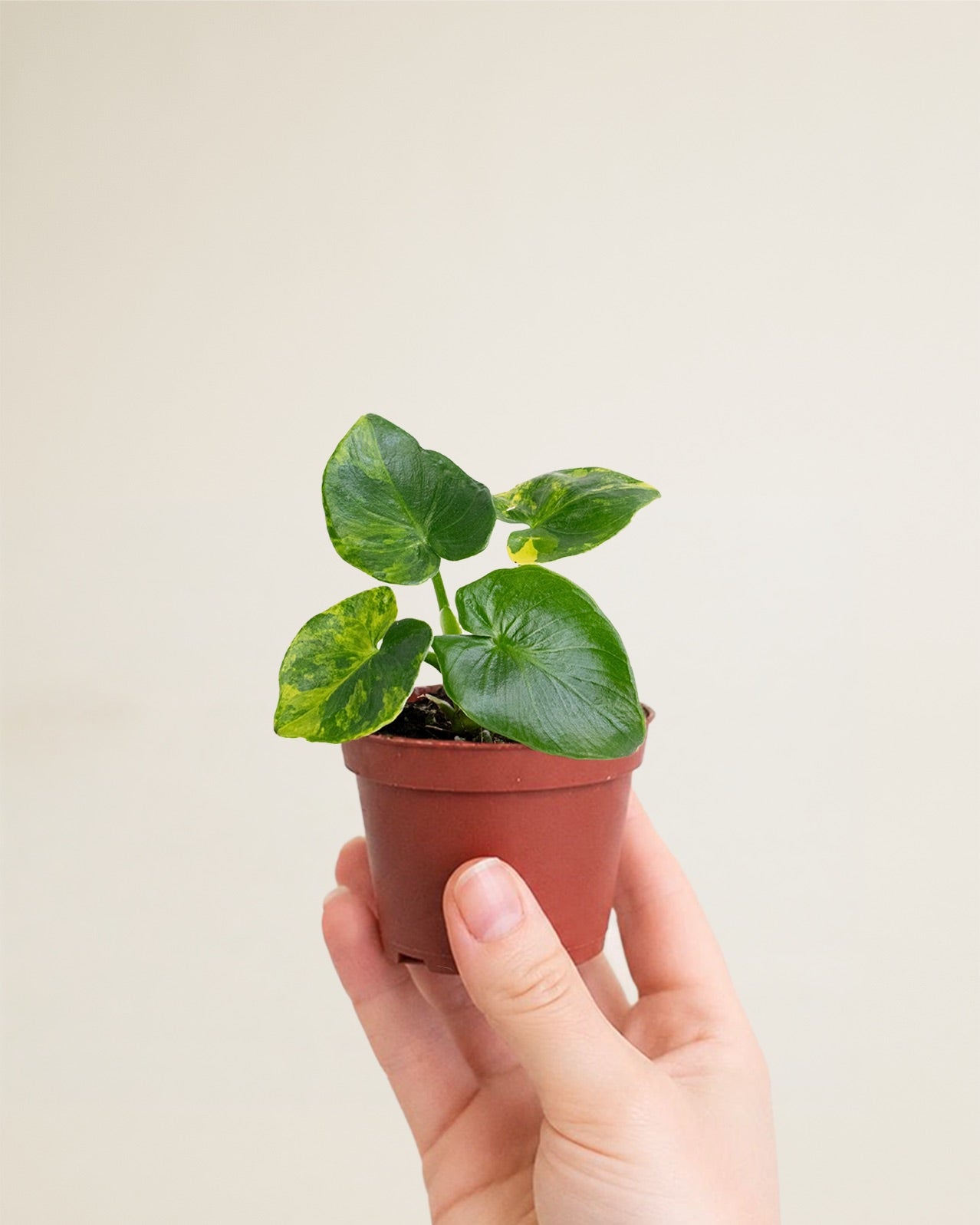 Philodendron Atom Aurea