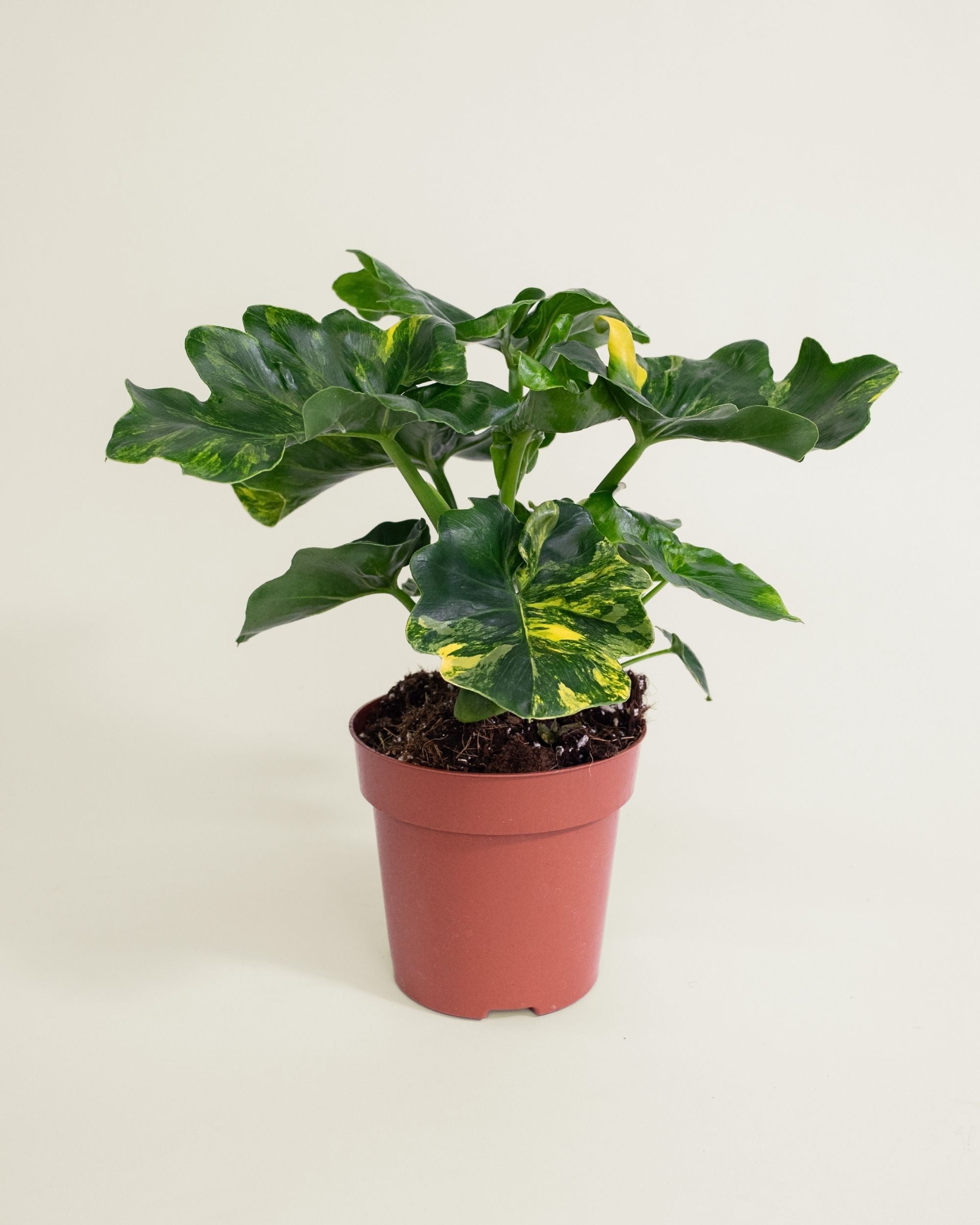 Philodendron Atom Aurea