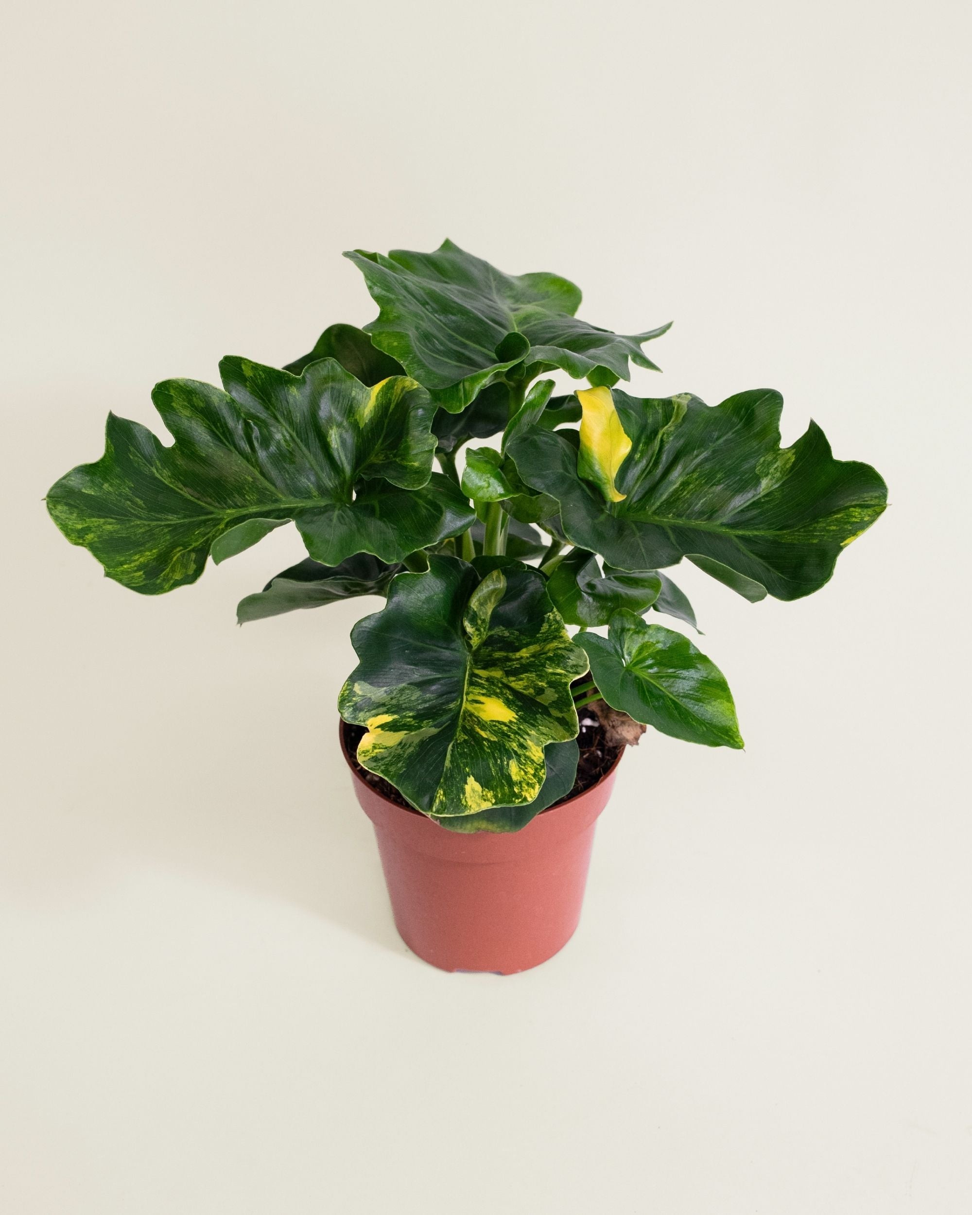 Philodendron Atom Aurea