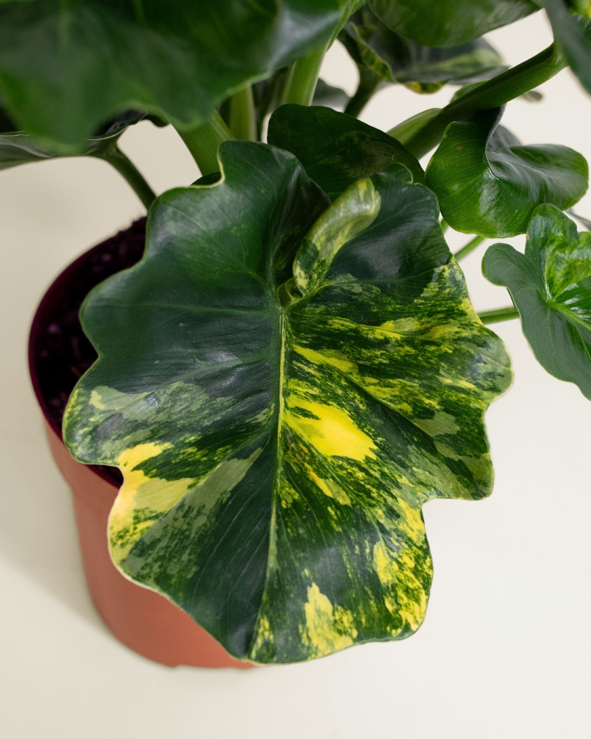 Philodendron Atom Aurea