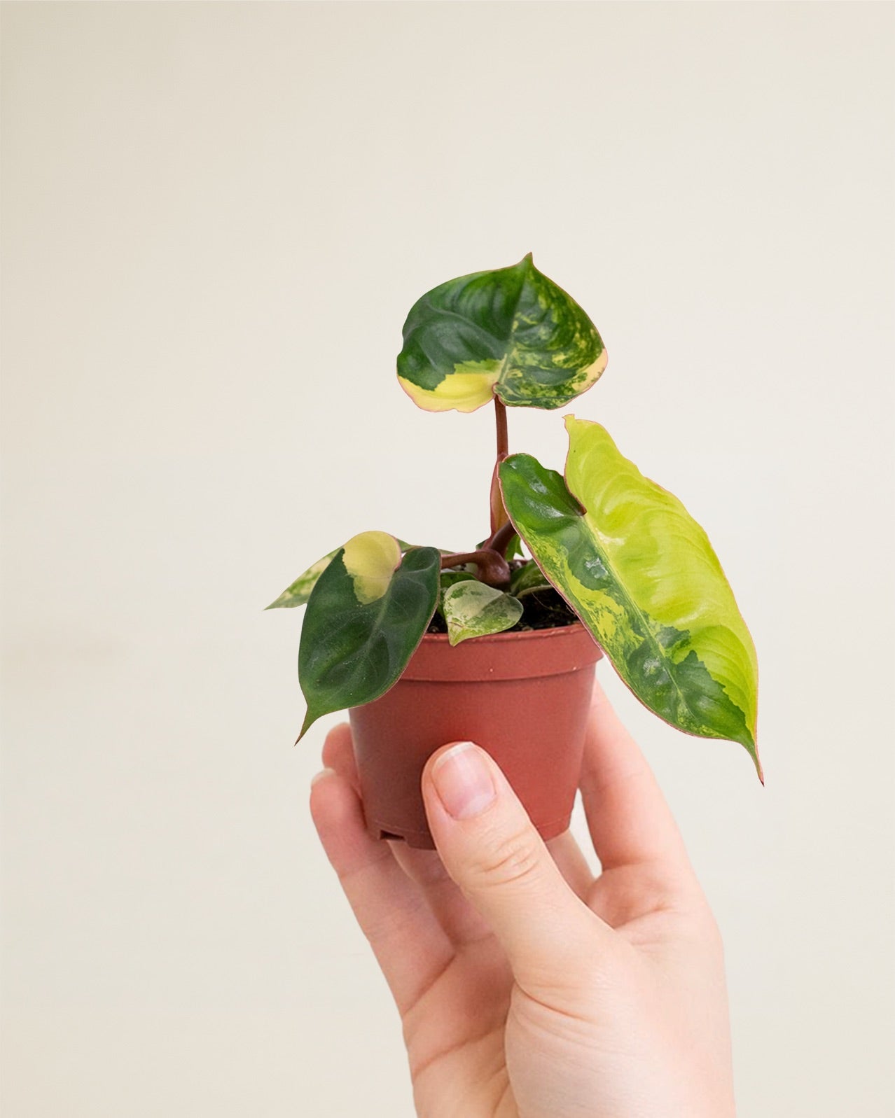 Philodendron Billietiae Variegata