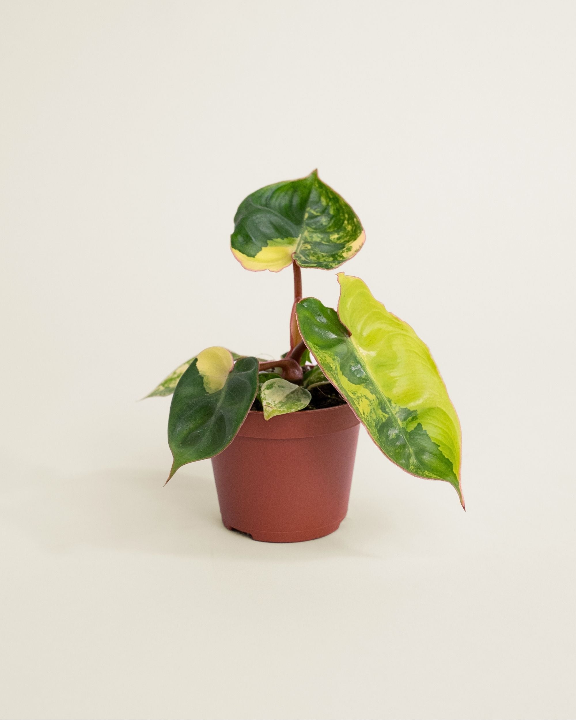 Philodendron Billietiae Variegata