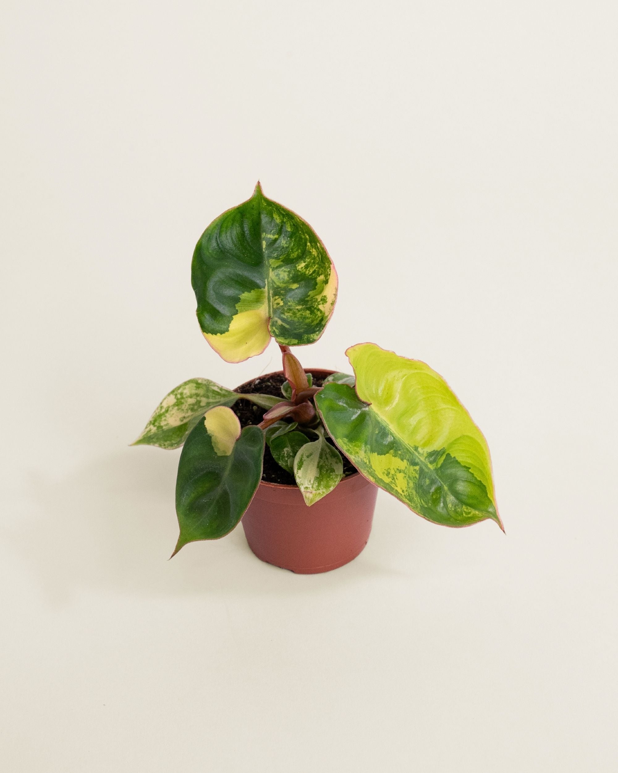 Philodendron Billietiae Variegata