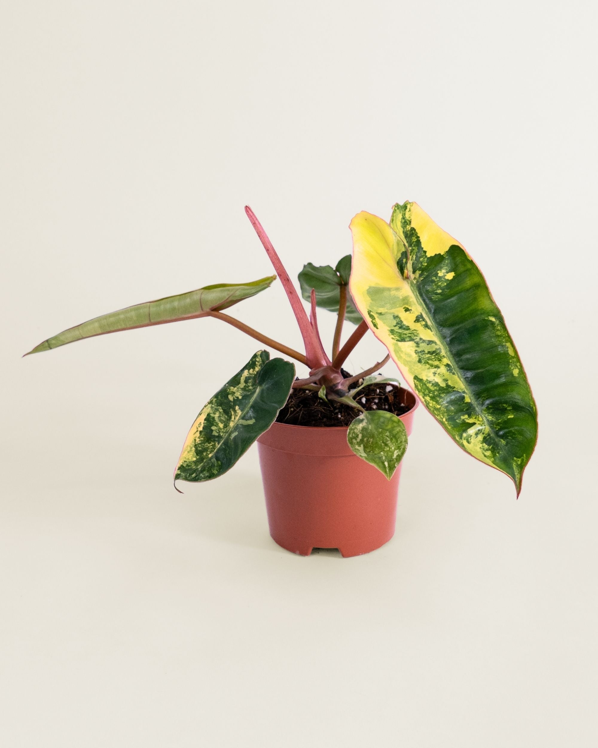 Philodendron Billietiae Variegata