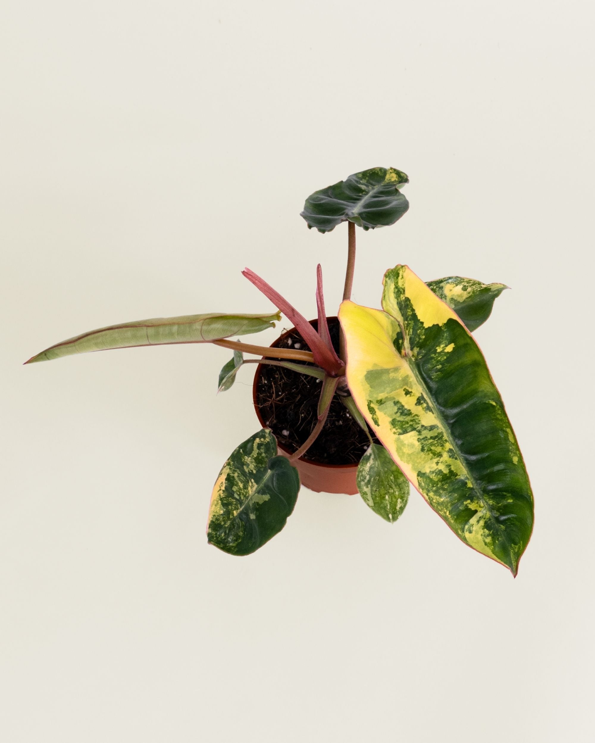 Philodendron Billietiae Variegata