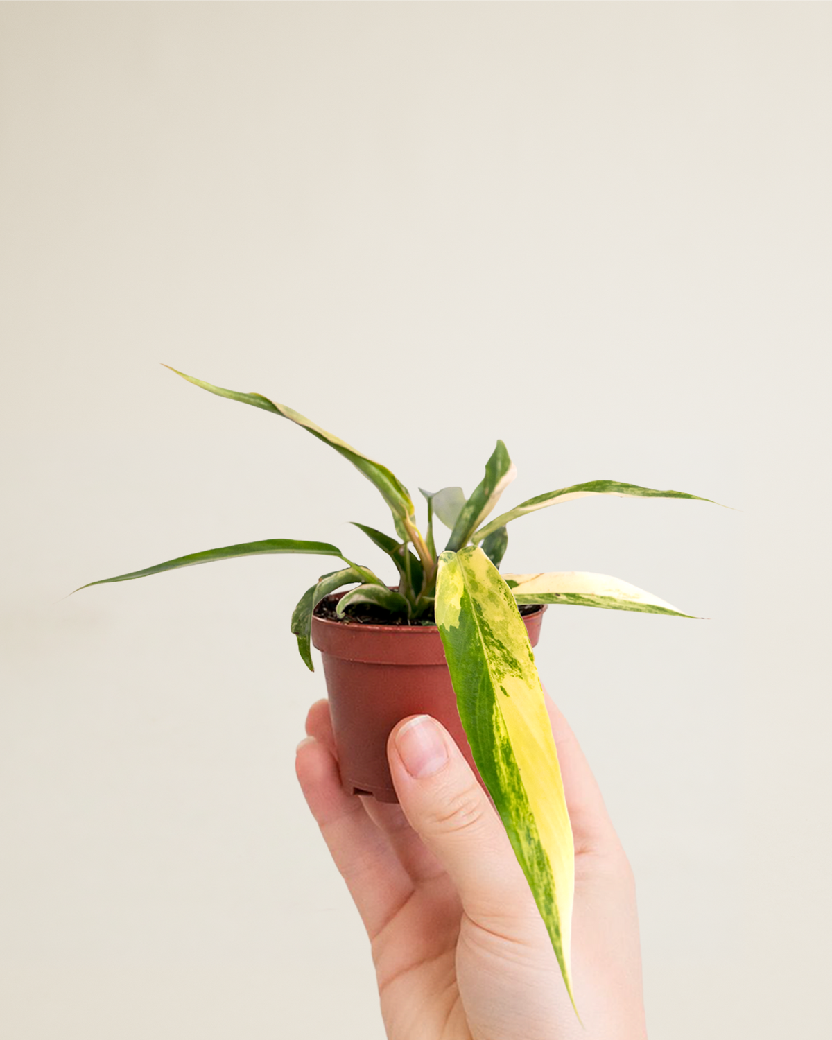 Philodendron Florida Beauty X Tortum Variegata