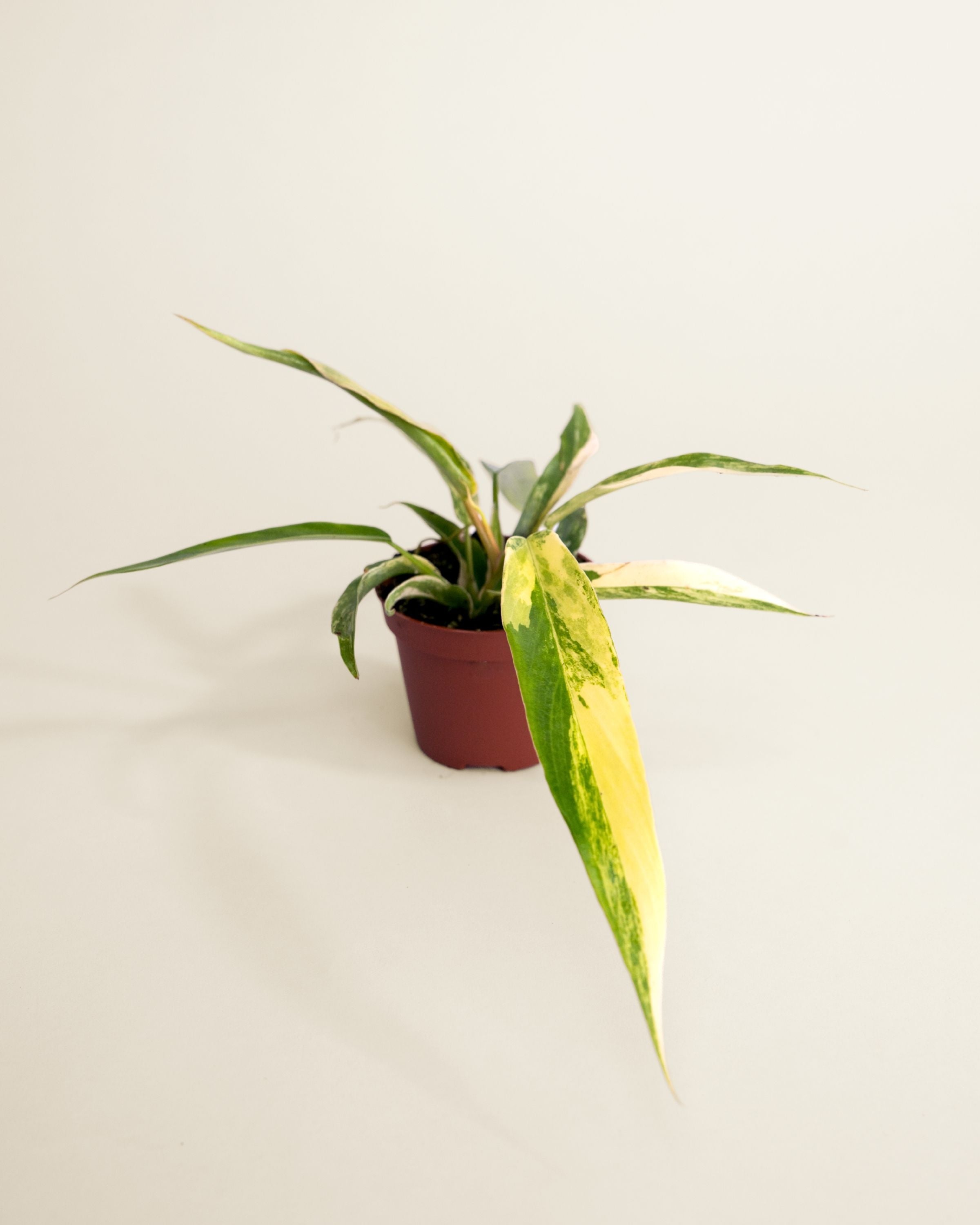 Philodendron Florida Beauty X Tortum Variegata