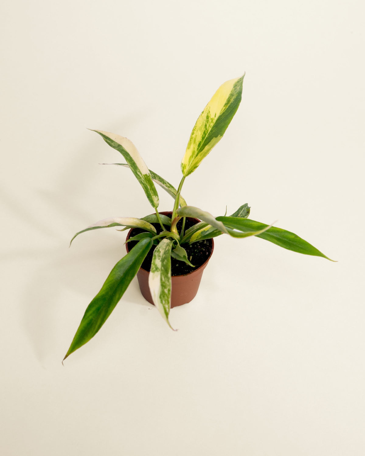 Philodendron Florida Beauty X Tortum Variegata