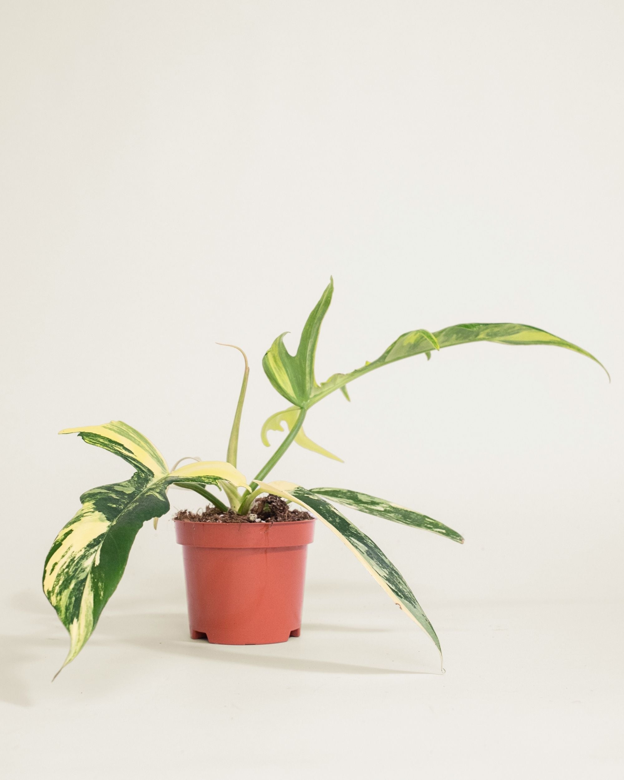 Philodendron Florida Beauty X Tortum Variegata