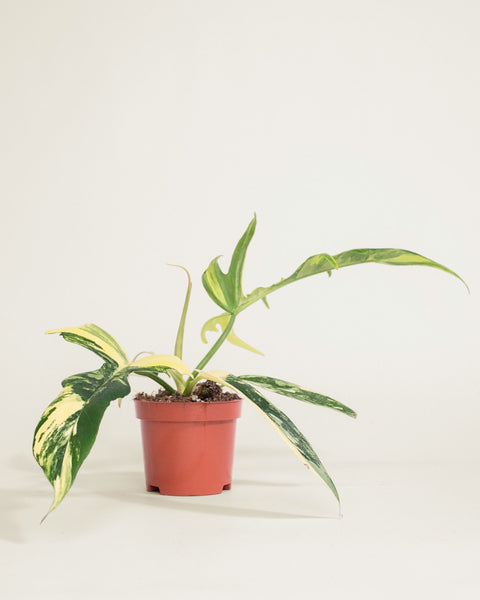 Philodendron Florida Beauty X Tortum Variegata