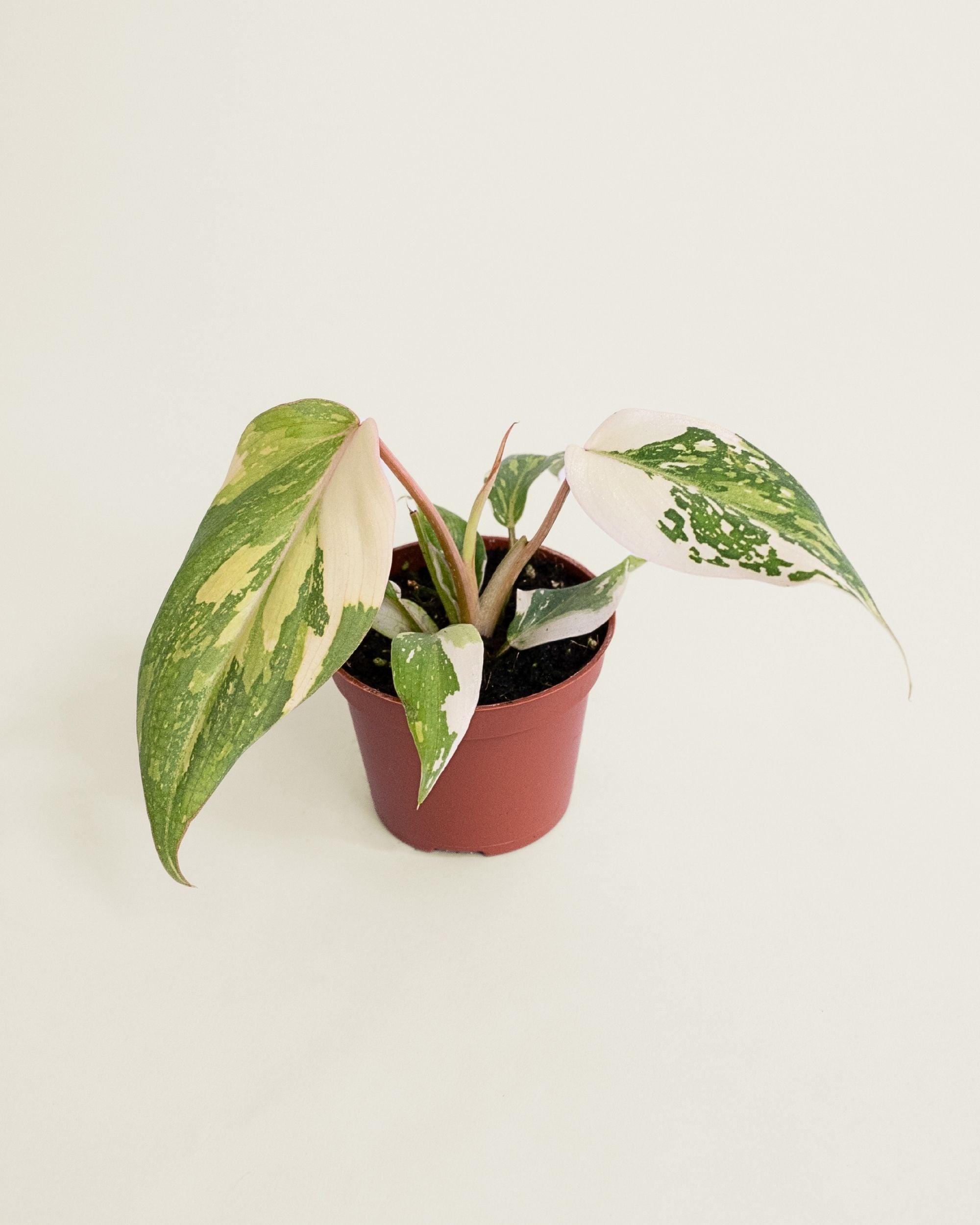 Philodendron Gloriosum Tricolor