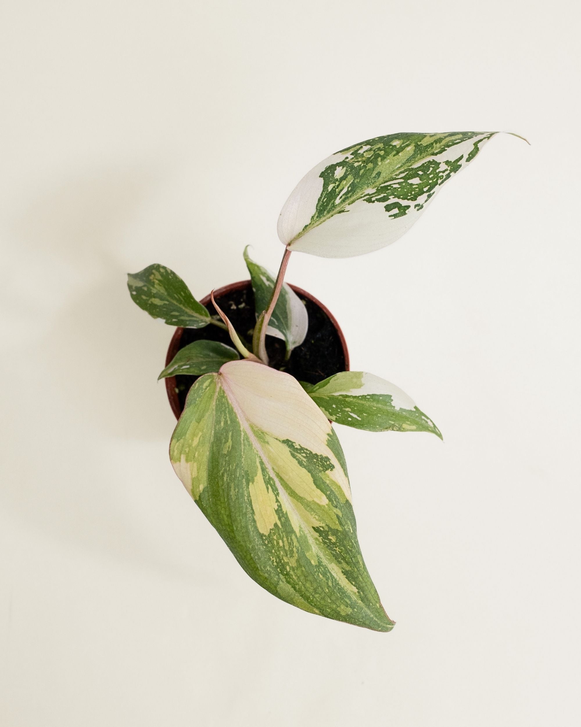 Philodendron Gloriosum Tricolor