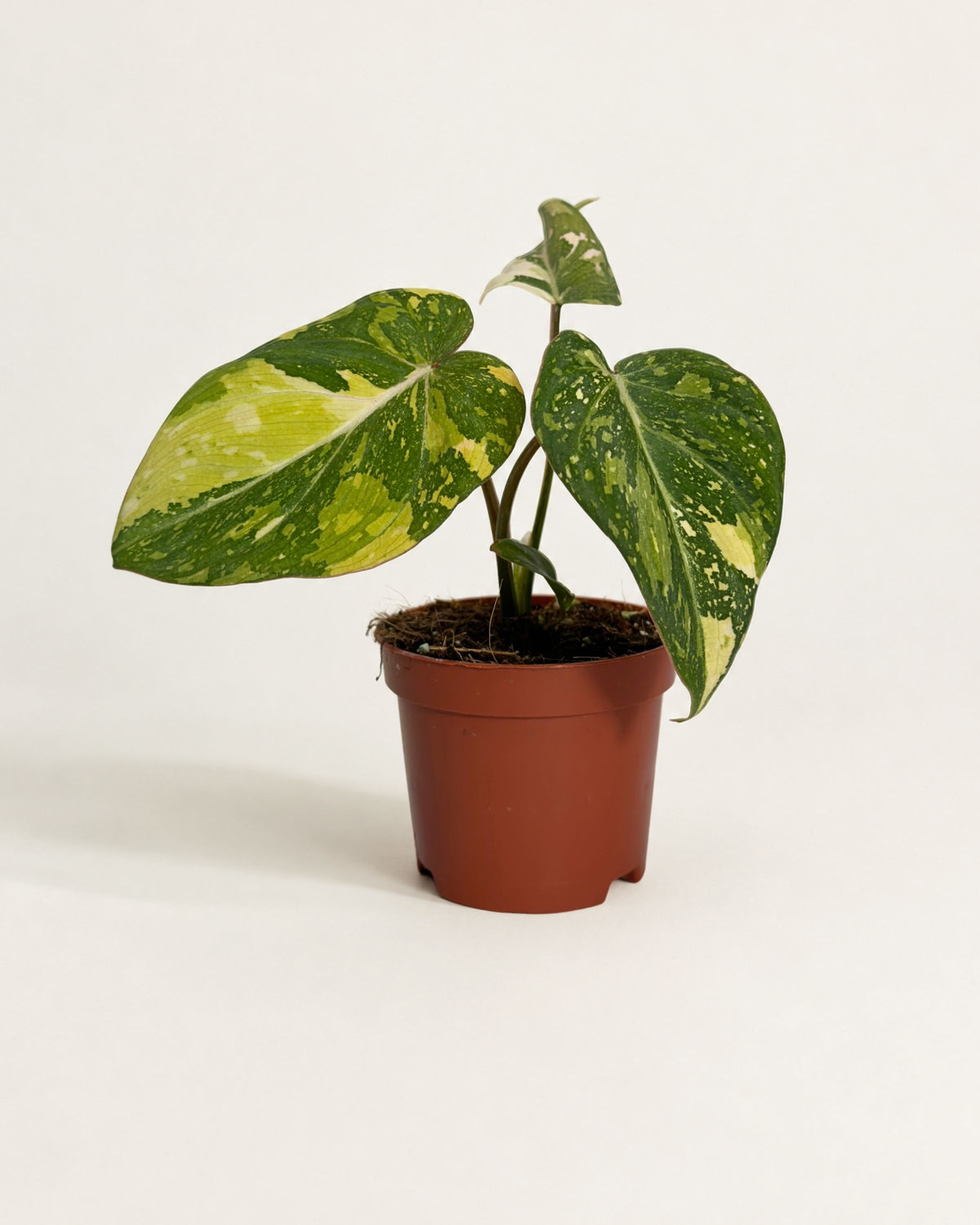 Philodendron Gloriosum Tricolor