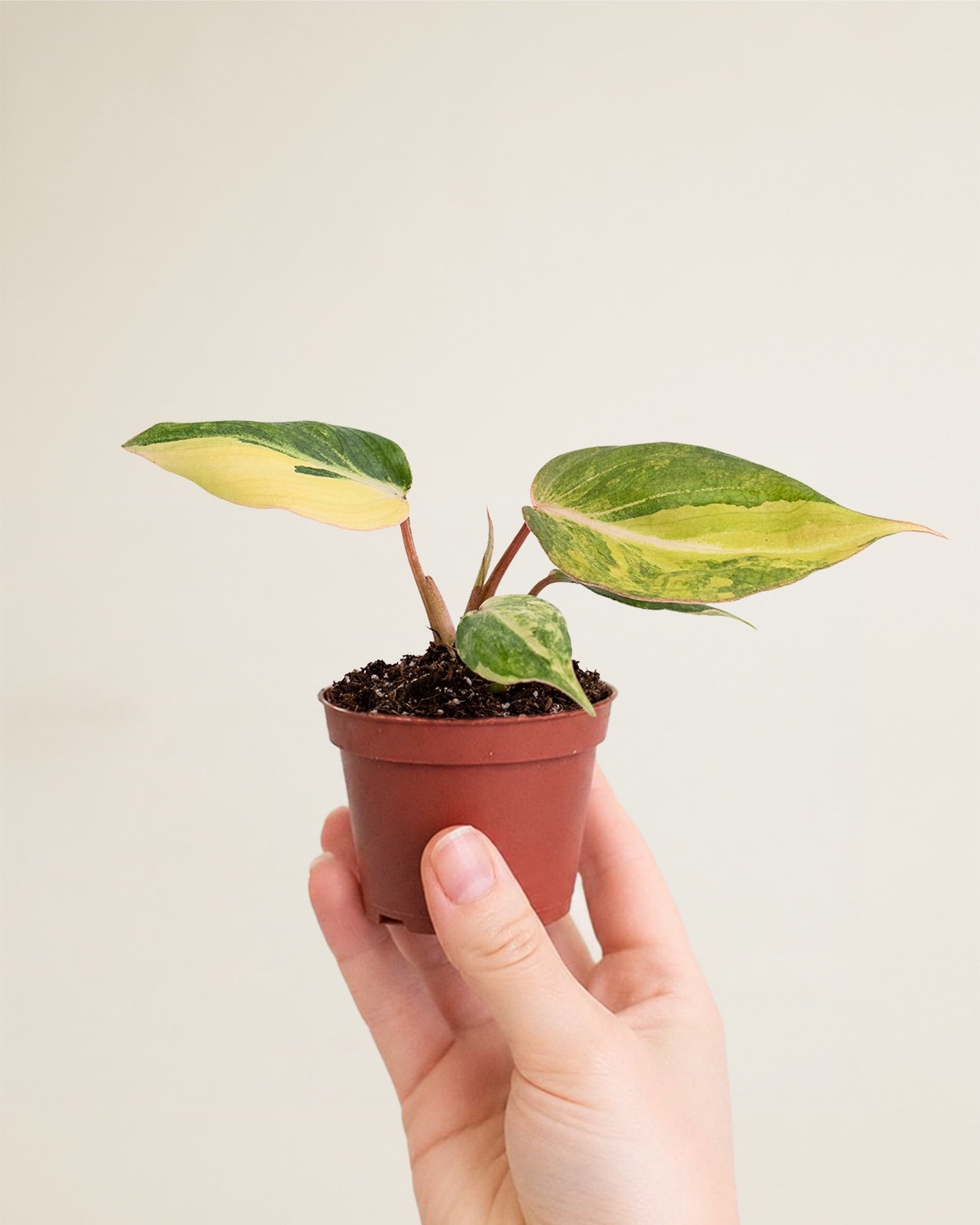 Philodendron Gloriosum Variegata